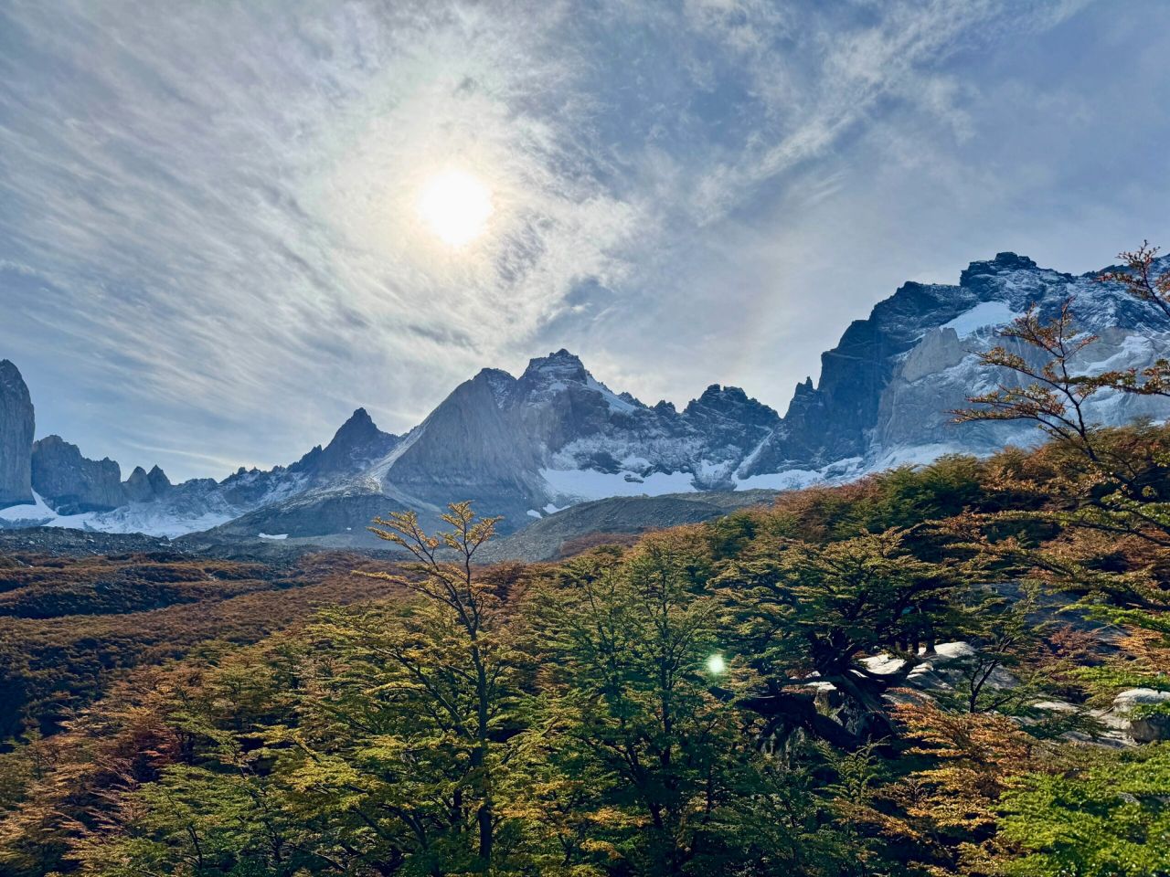 Pumas en Torres del Paine
