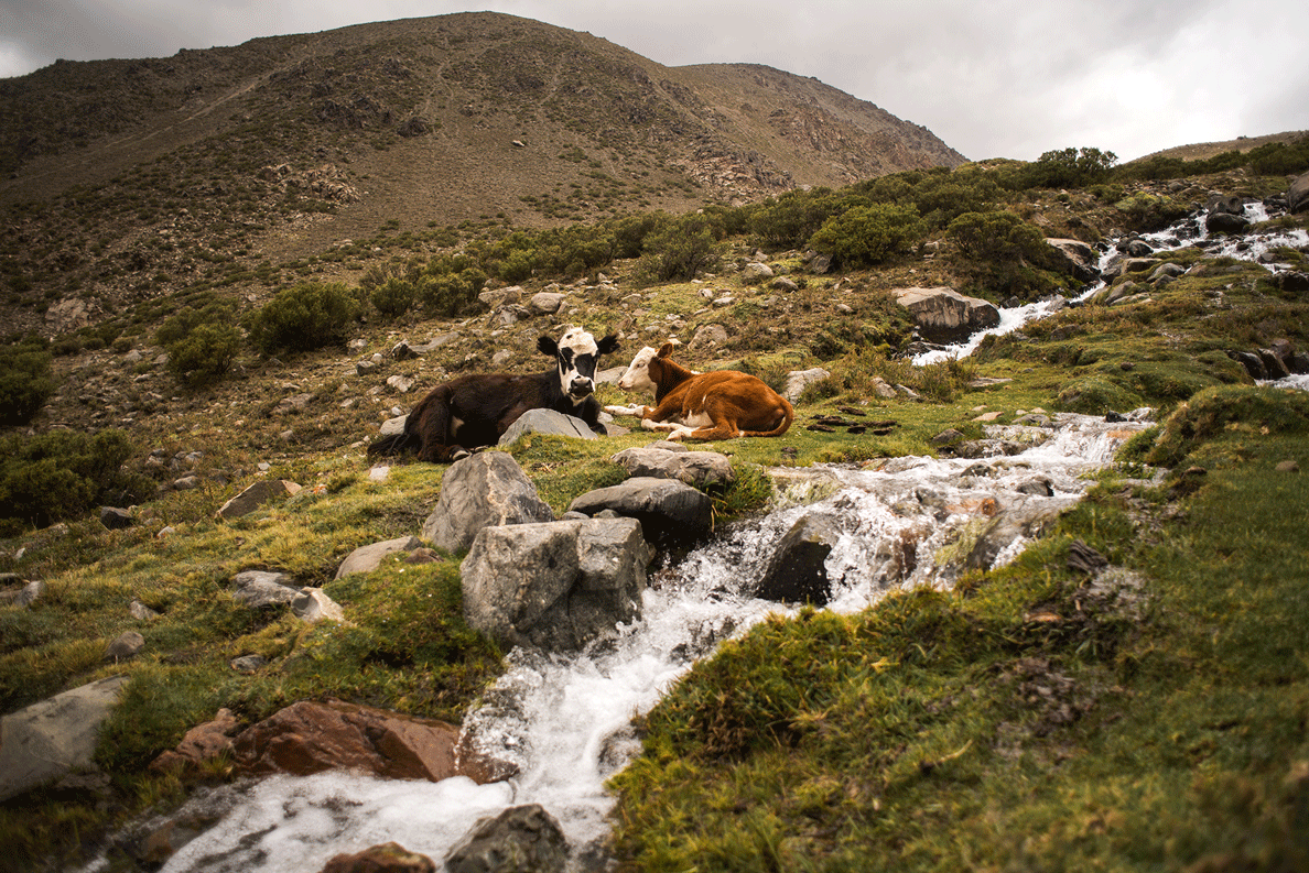 Cº Plata y Cº Aconcagua - Enero 2020 | Salidas 35 y 36