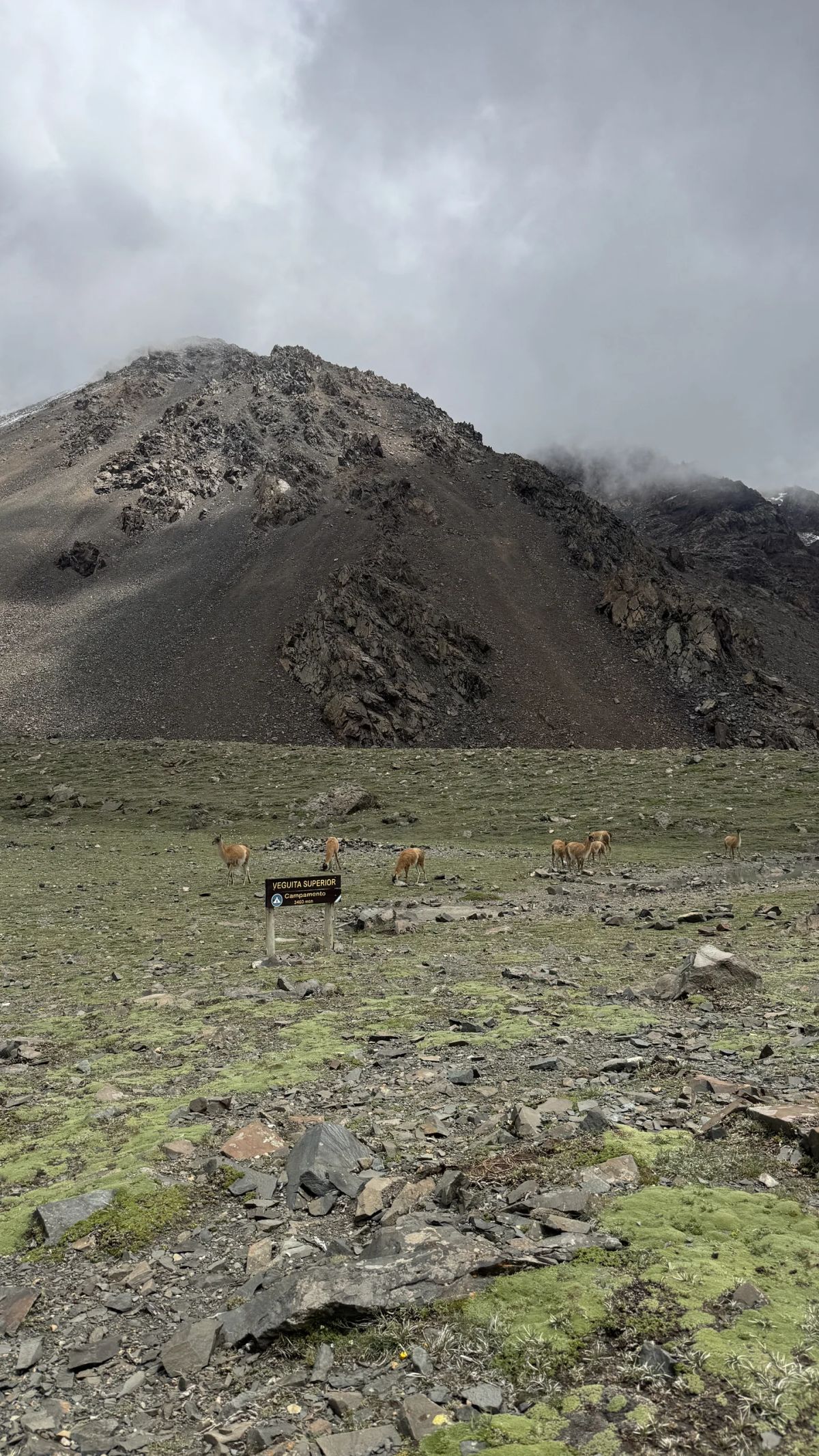 Guanacos pastando al pie de los cerros del Cordón del Plata, Mendoza