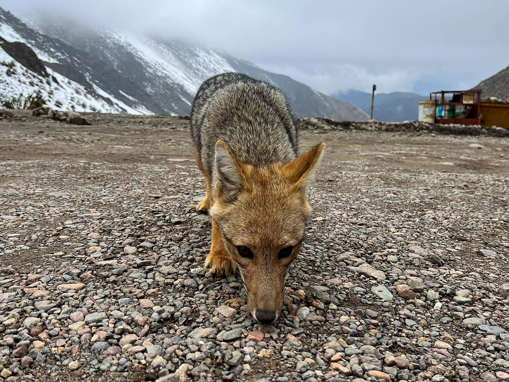 Ascenso Cerro Adolfo Calle y Stepanek: Iniciación a los 4000m (Mendoza)