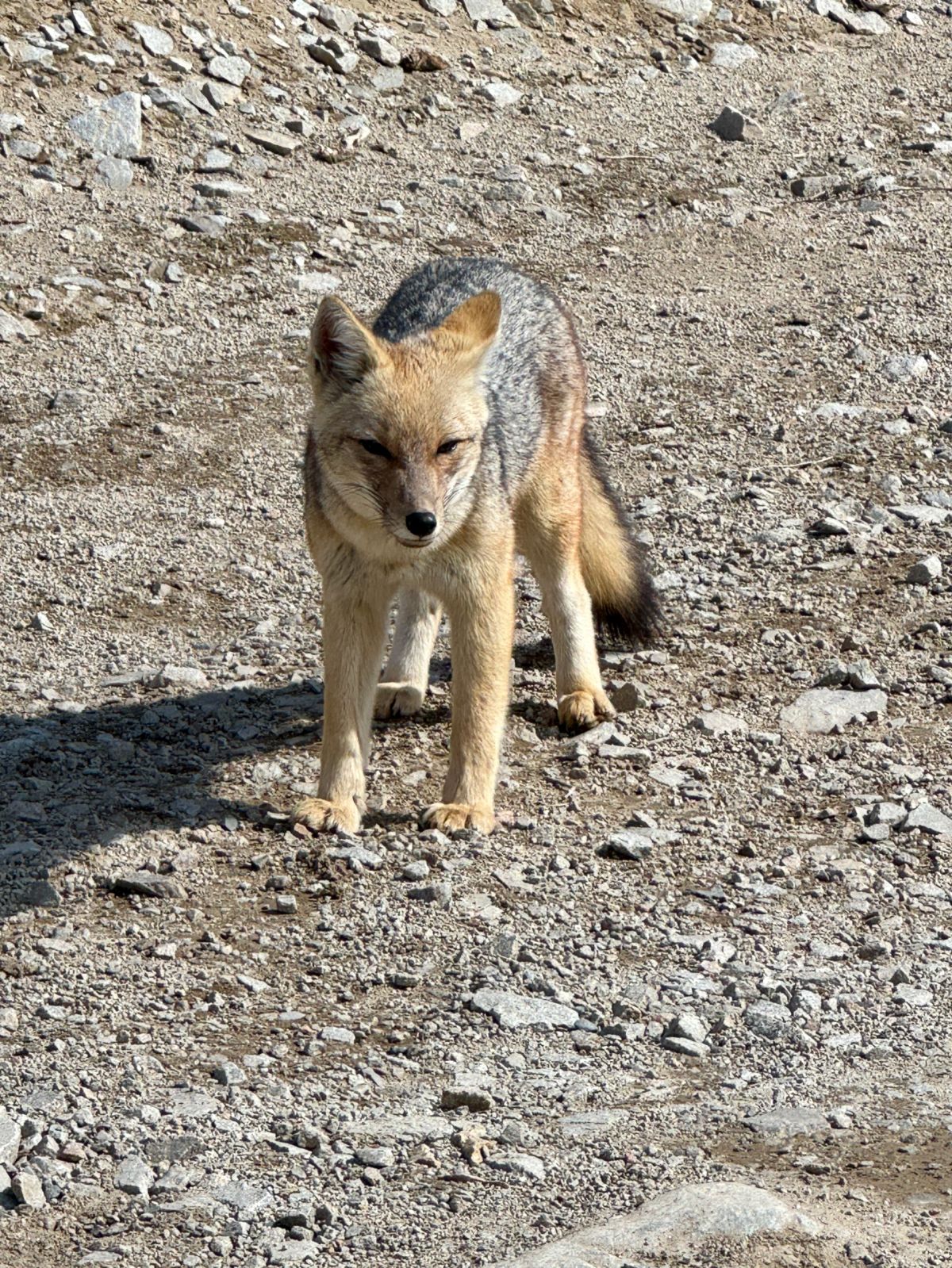 Zorro colorado andino en el camino de acceso a Vallecitos, Cordón del Plata
