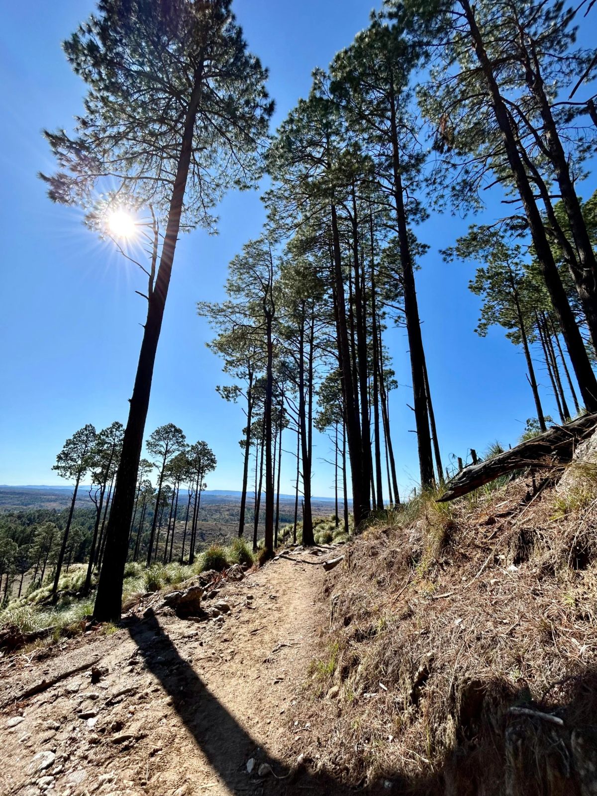 Sendero entre pinos con el sol filtrando entre los troncos al comienzo del trekking al Cerro Champaquí
