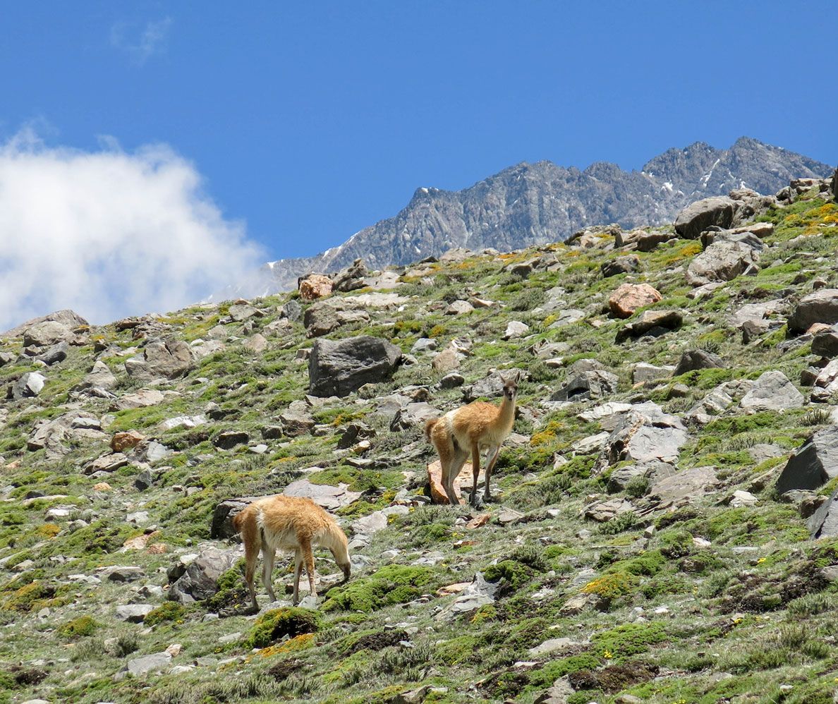 Expedición al Cerro Vallecitos - Enero 2021 | Salida 42