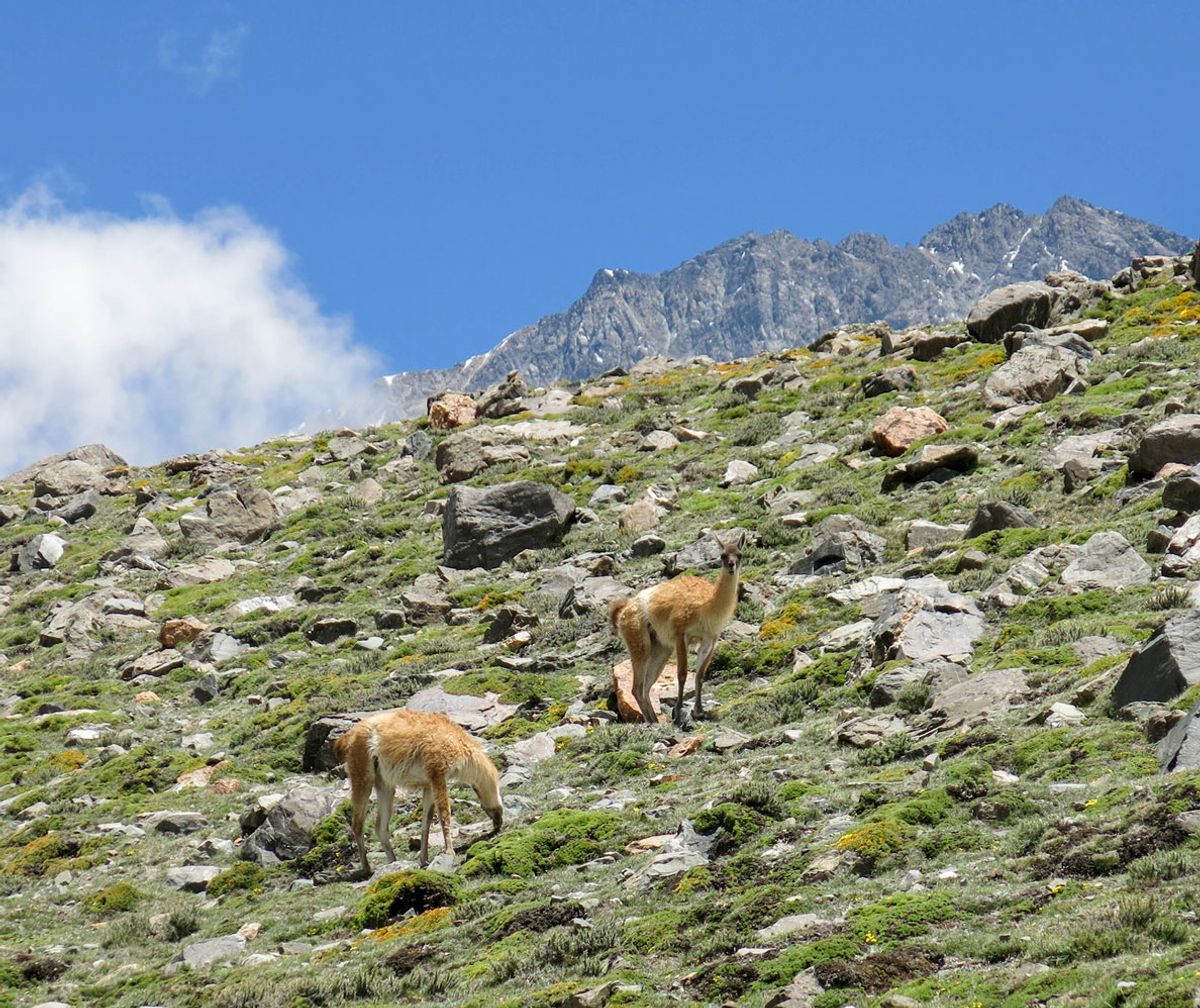 Expedición al Cerro Vallecitos - Enero 2021 | Salida 42