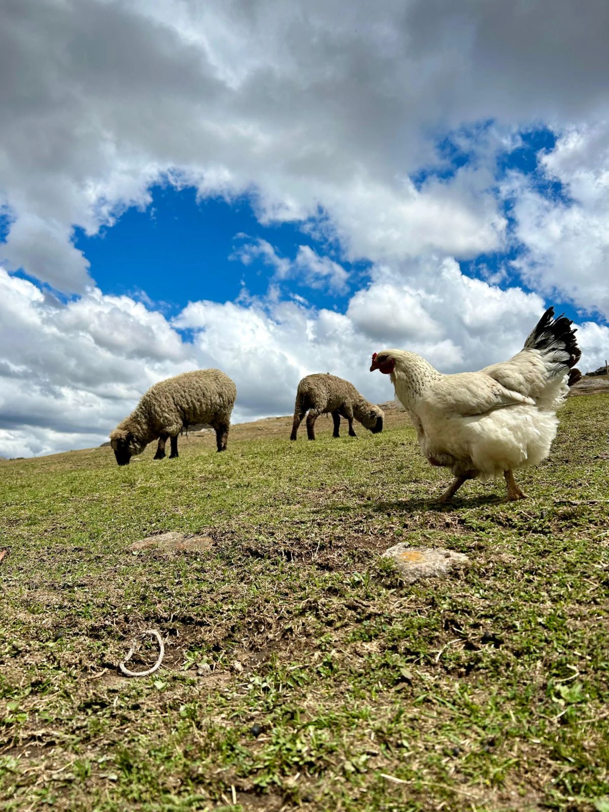 Ovejas pastando en el pastizal de altura de las Sierras Grandes durante el trekking al Champaquí