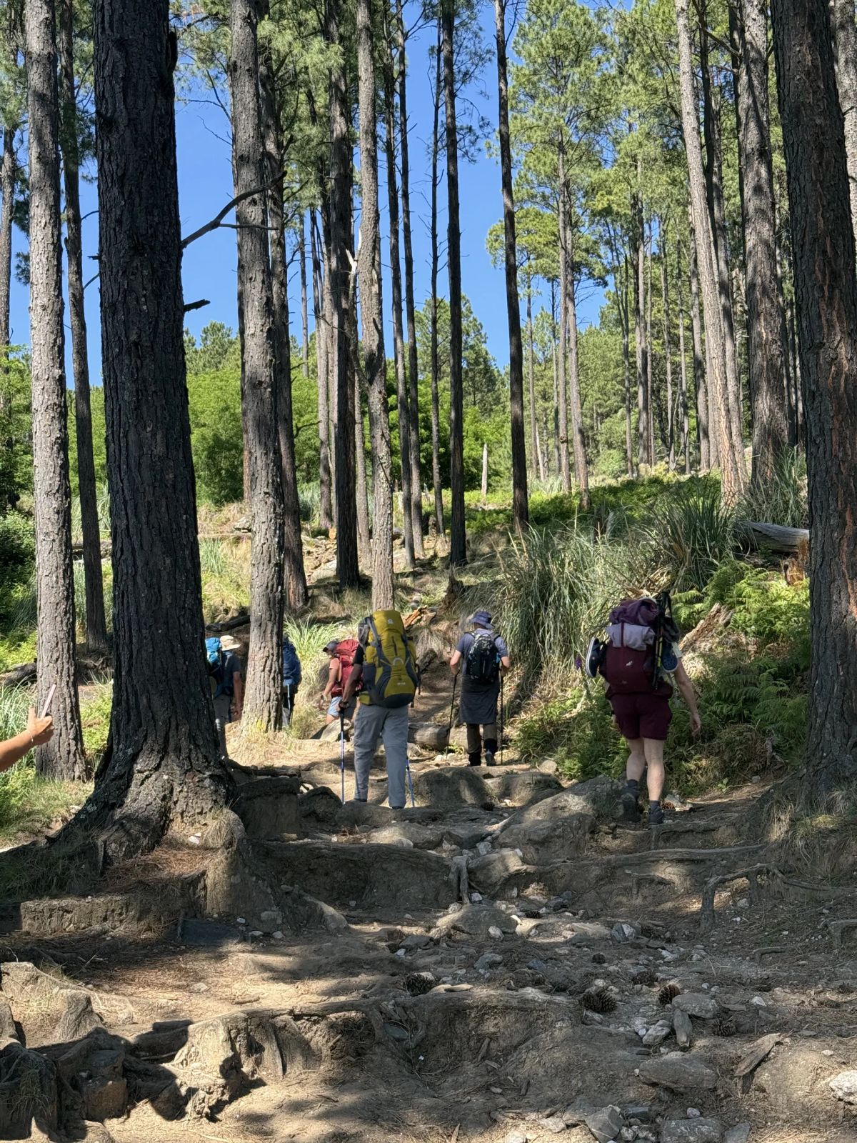 Grupo subiendo entre el bosque de pinos rumbo al Cerro Champaquí, Córdoba