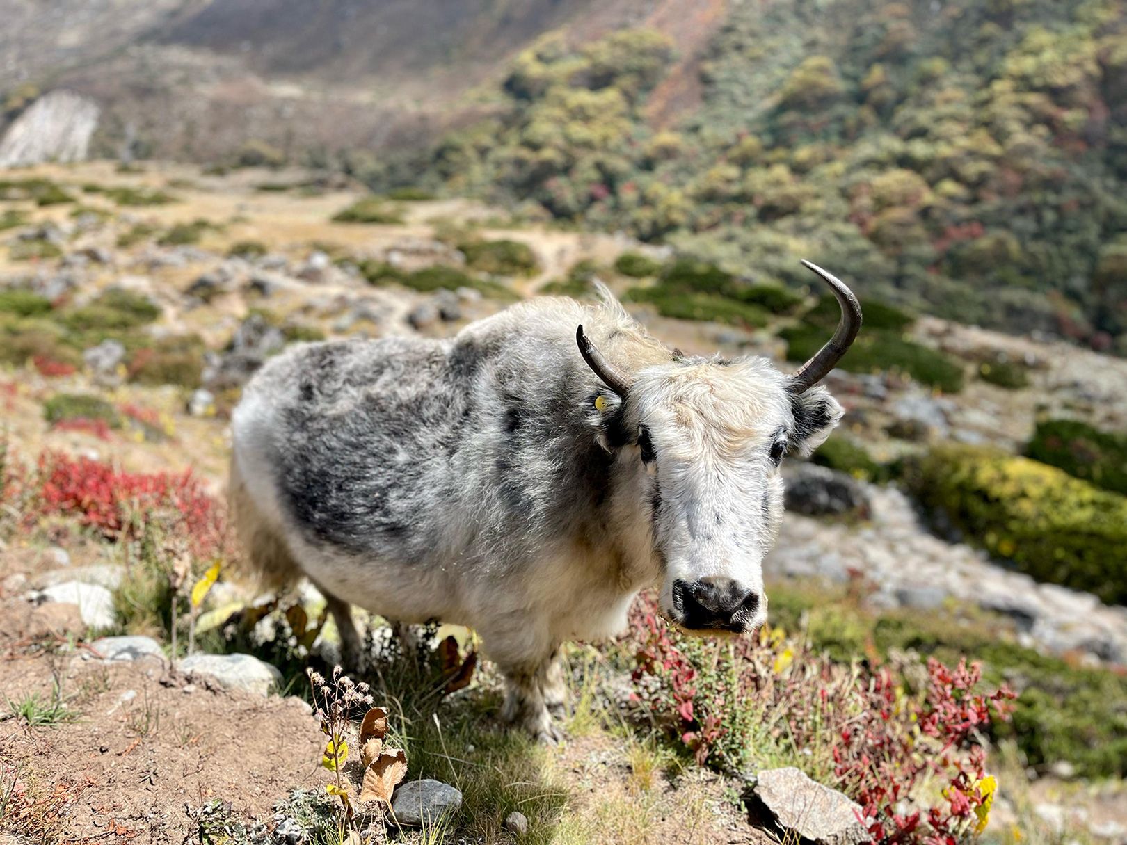 PHERICHE - NAMCHE BAZAAR