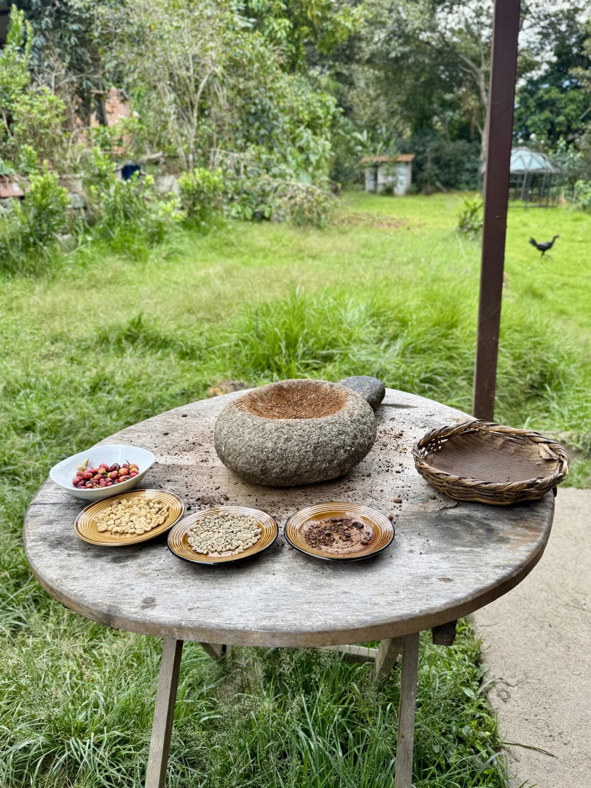 Granos y frutos del proceso artesanal del café en la selva de Cusco
