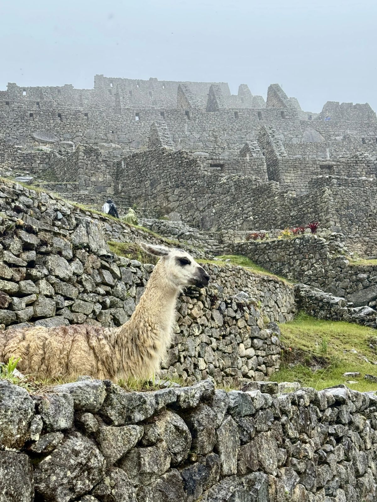 Llama sobre las terrazas de piedra de Machu Picchu, Cusco, Perú
