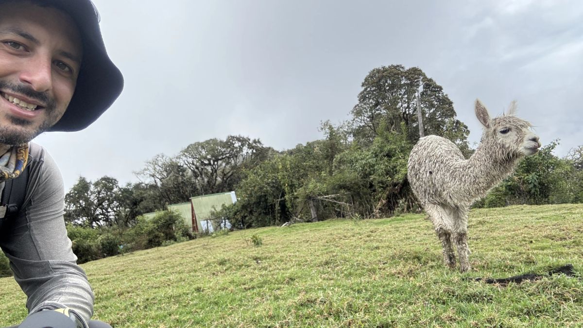 Llama pastando en un prado del valle durante el trekking a Machu Picchu