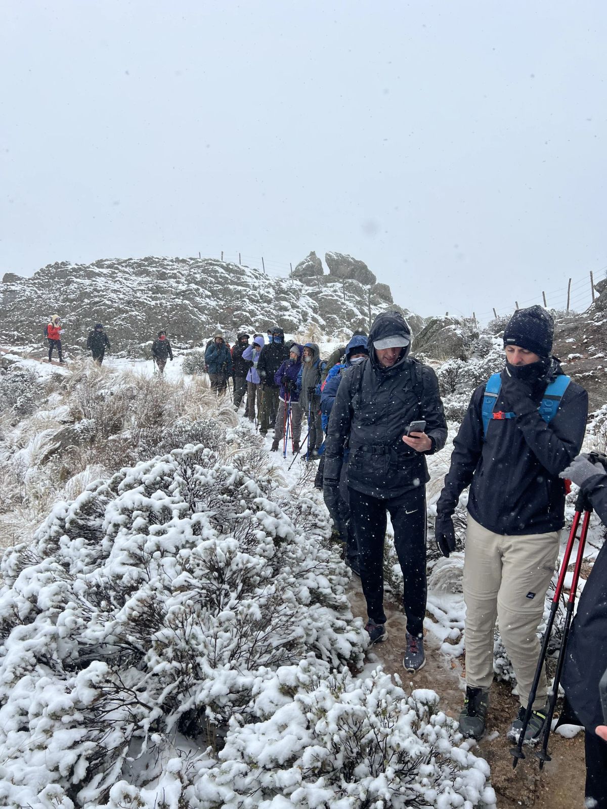 Columna de caminantes con bastones entre arbustos cubiertos de nieve