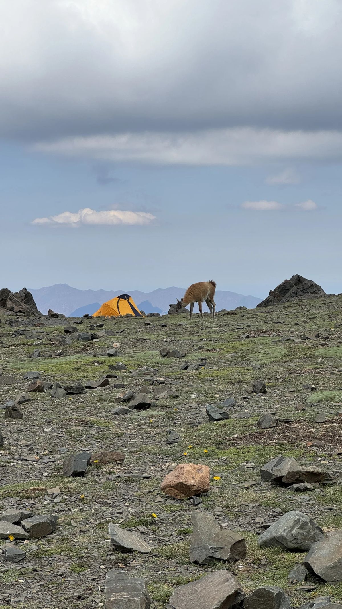 Carpas del campamento con un guanaco entre las piedras del Cordón del Plata