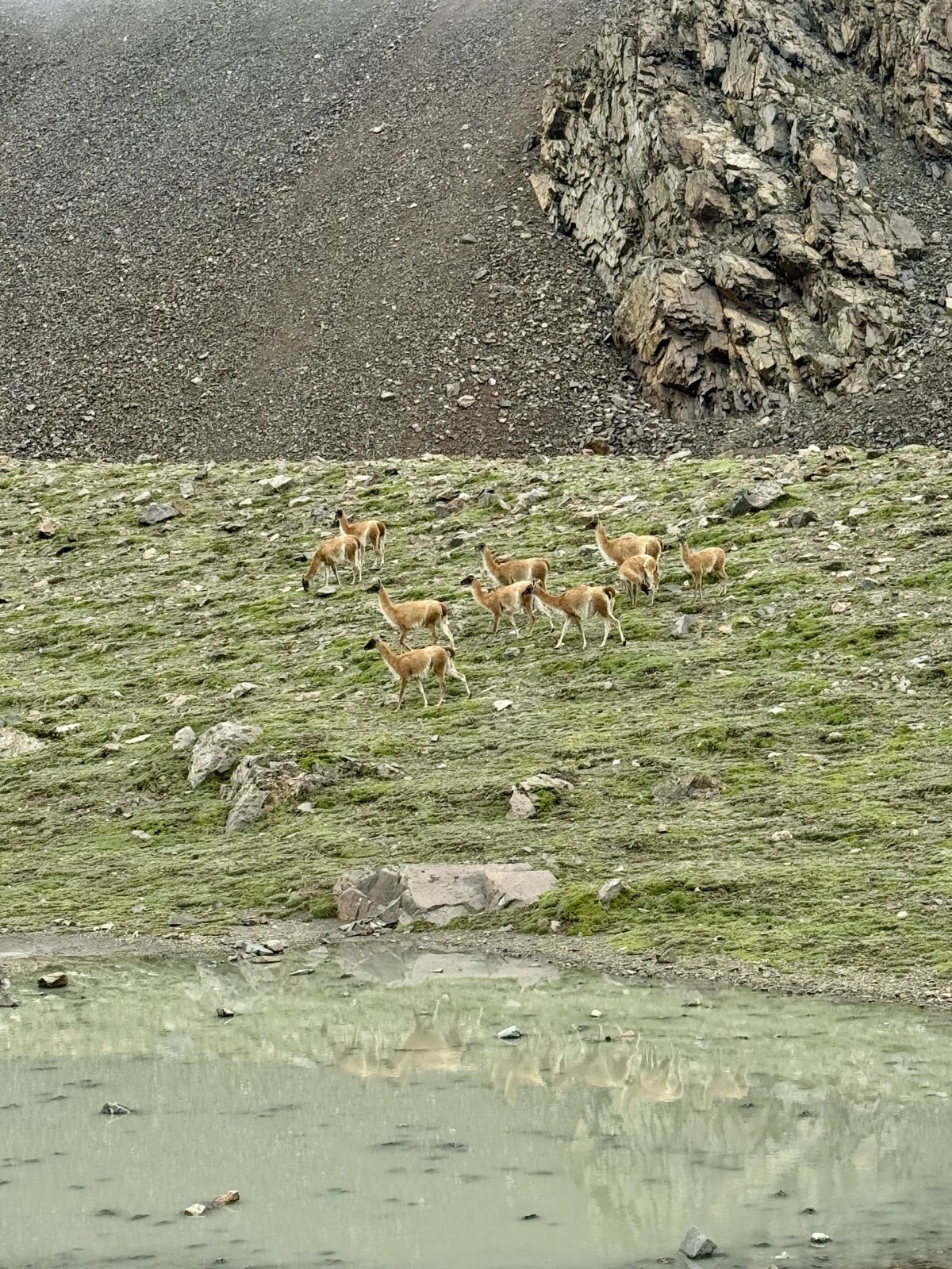 Manada de guanacos junto al agua en la vega del Cordón del Plata