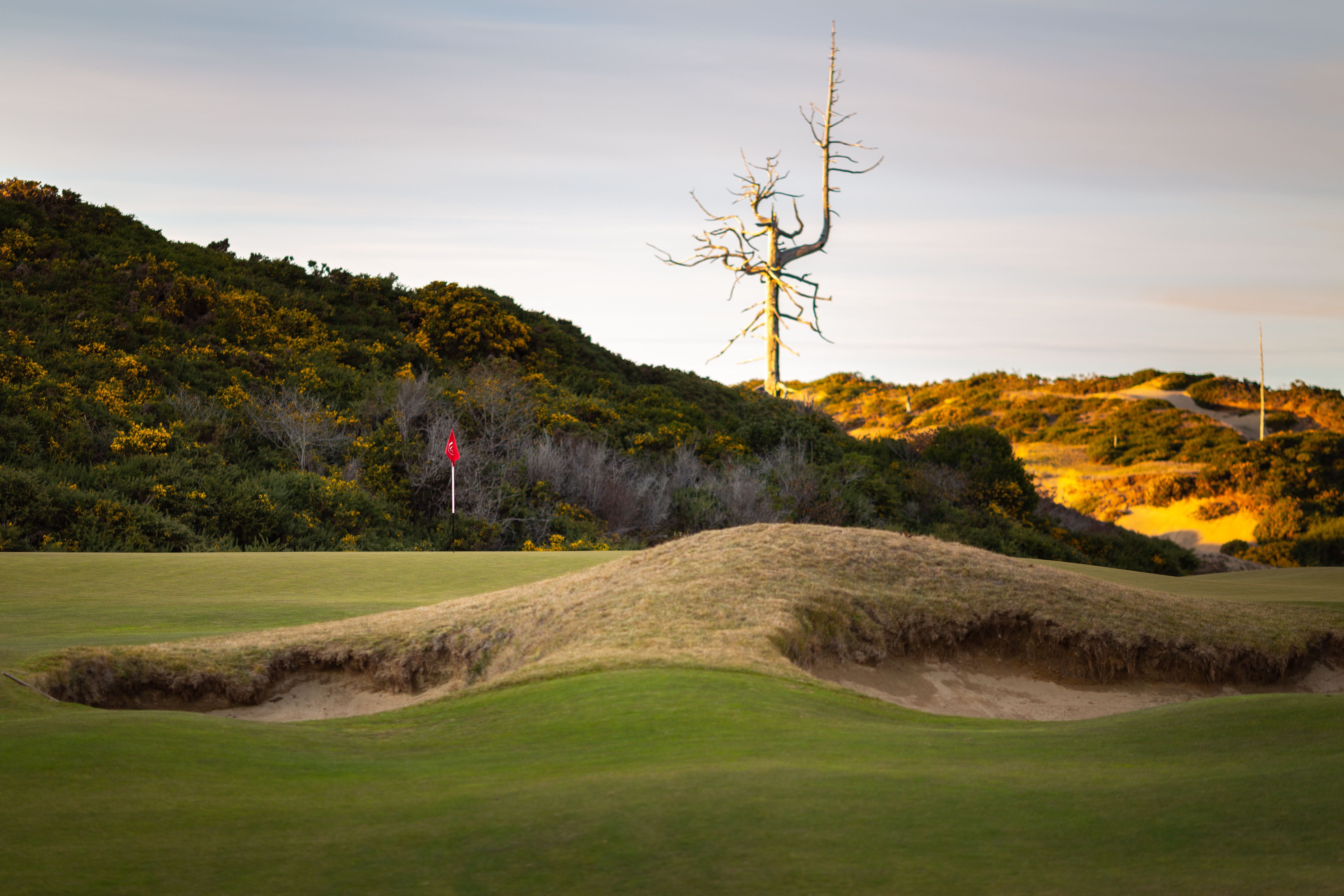 Links green with a red flag framed by a grassy bunker, gorse-covered hill and bare tree
