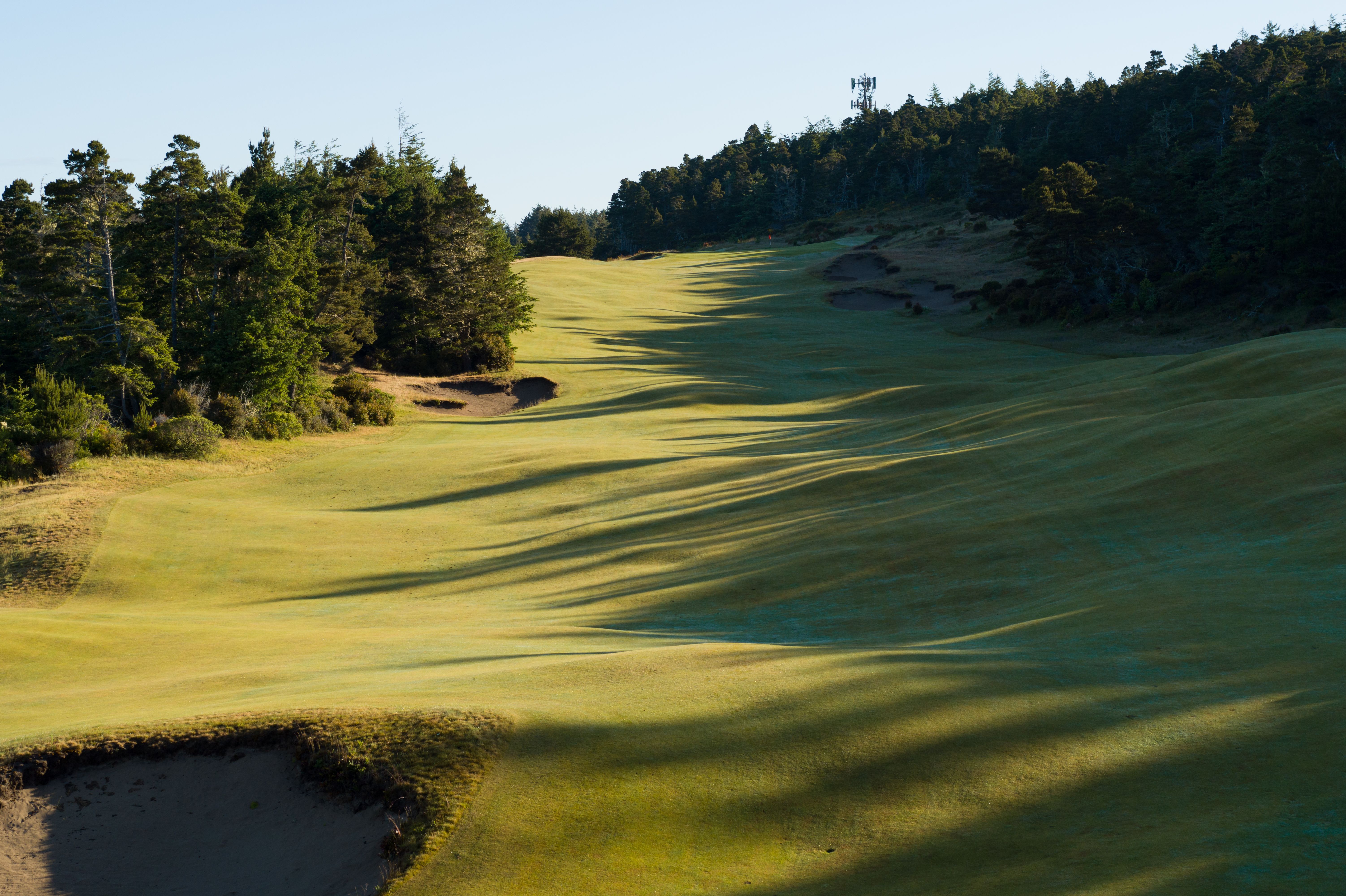 Sunlit fairway flanked by pine forest and bunkers