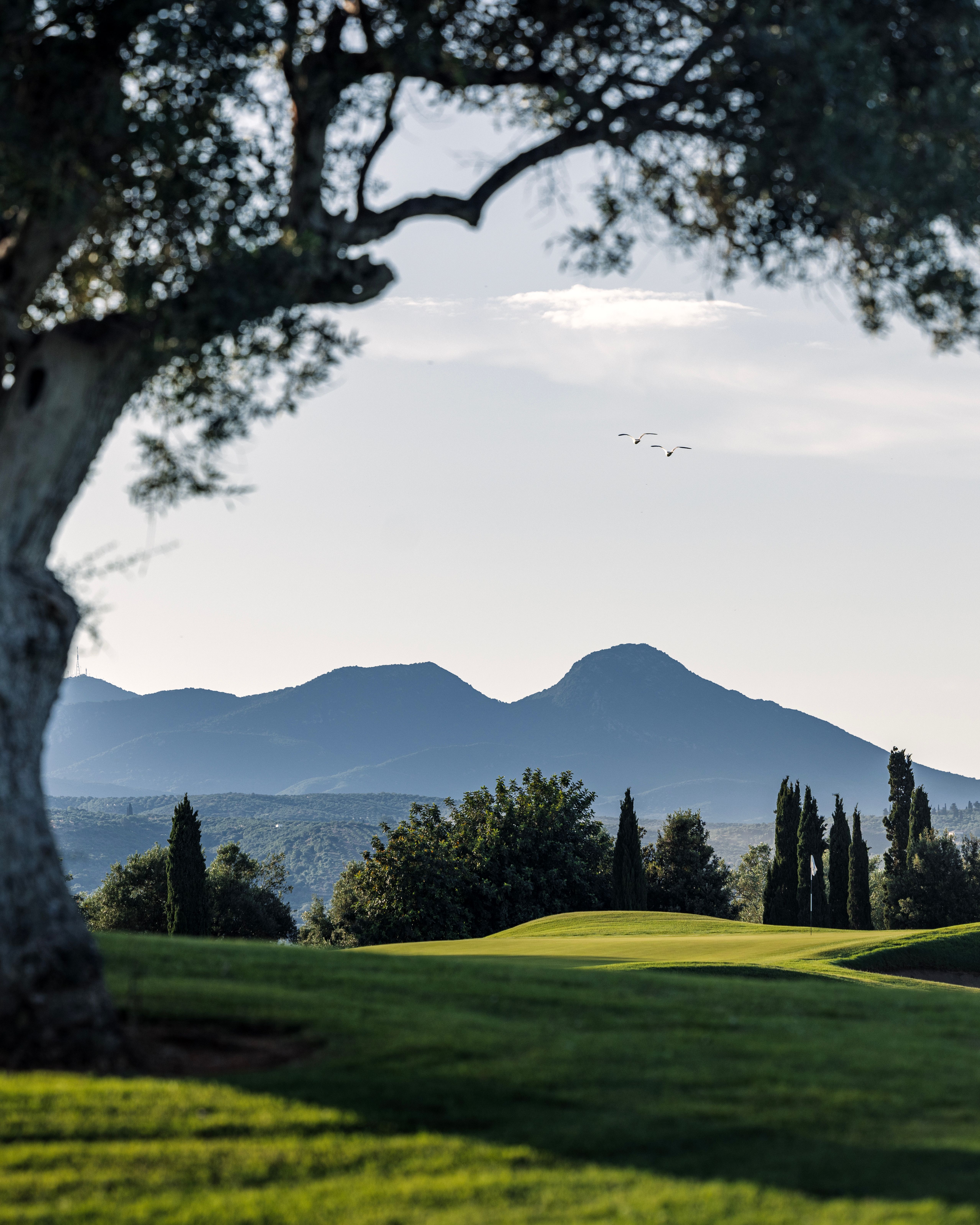 Golf green framed by an olive tree, with cypress trees and mountains behind, Greece