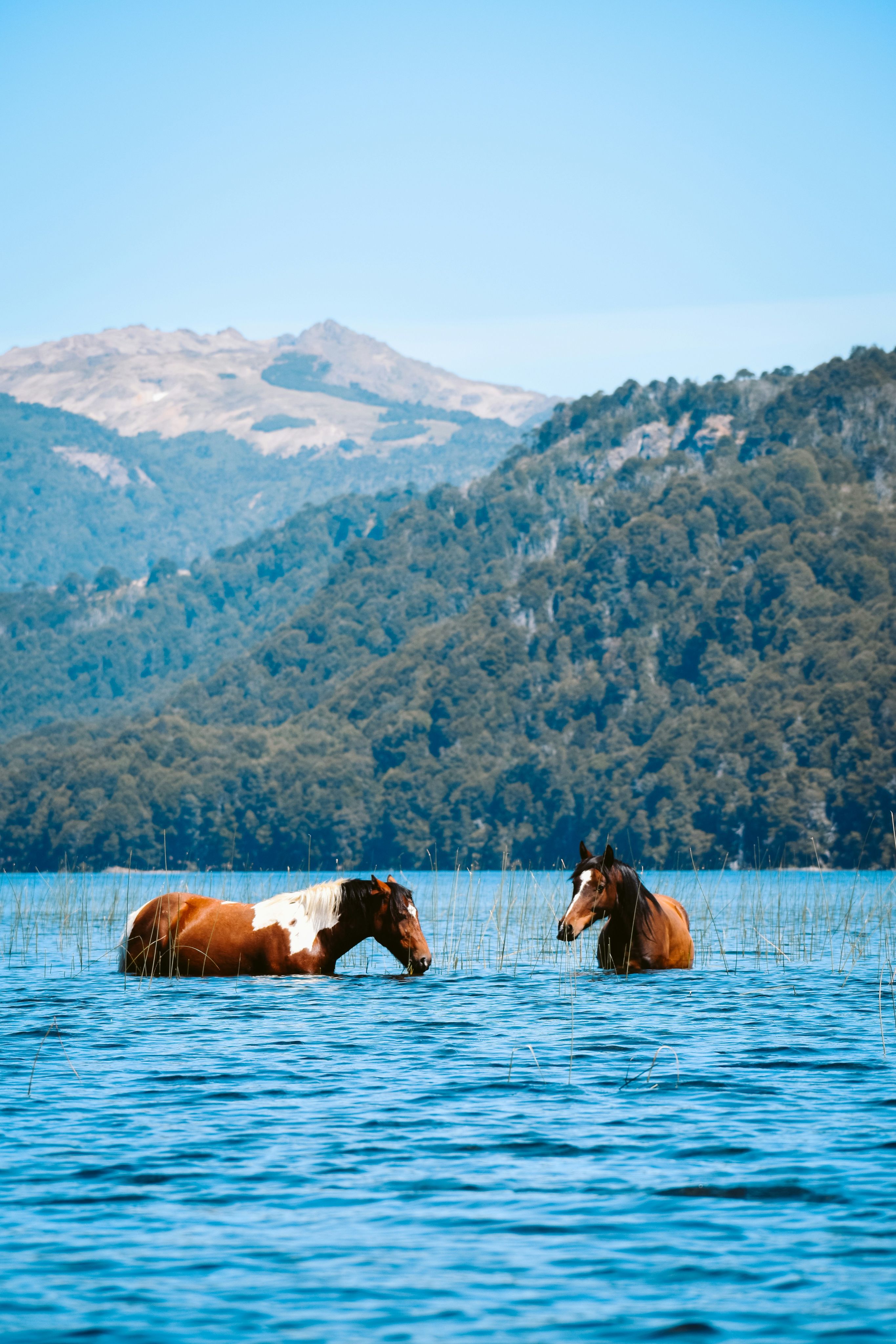 Two horses wading in a blue lake below forested mountains, Argentina