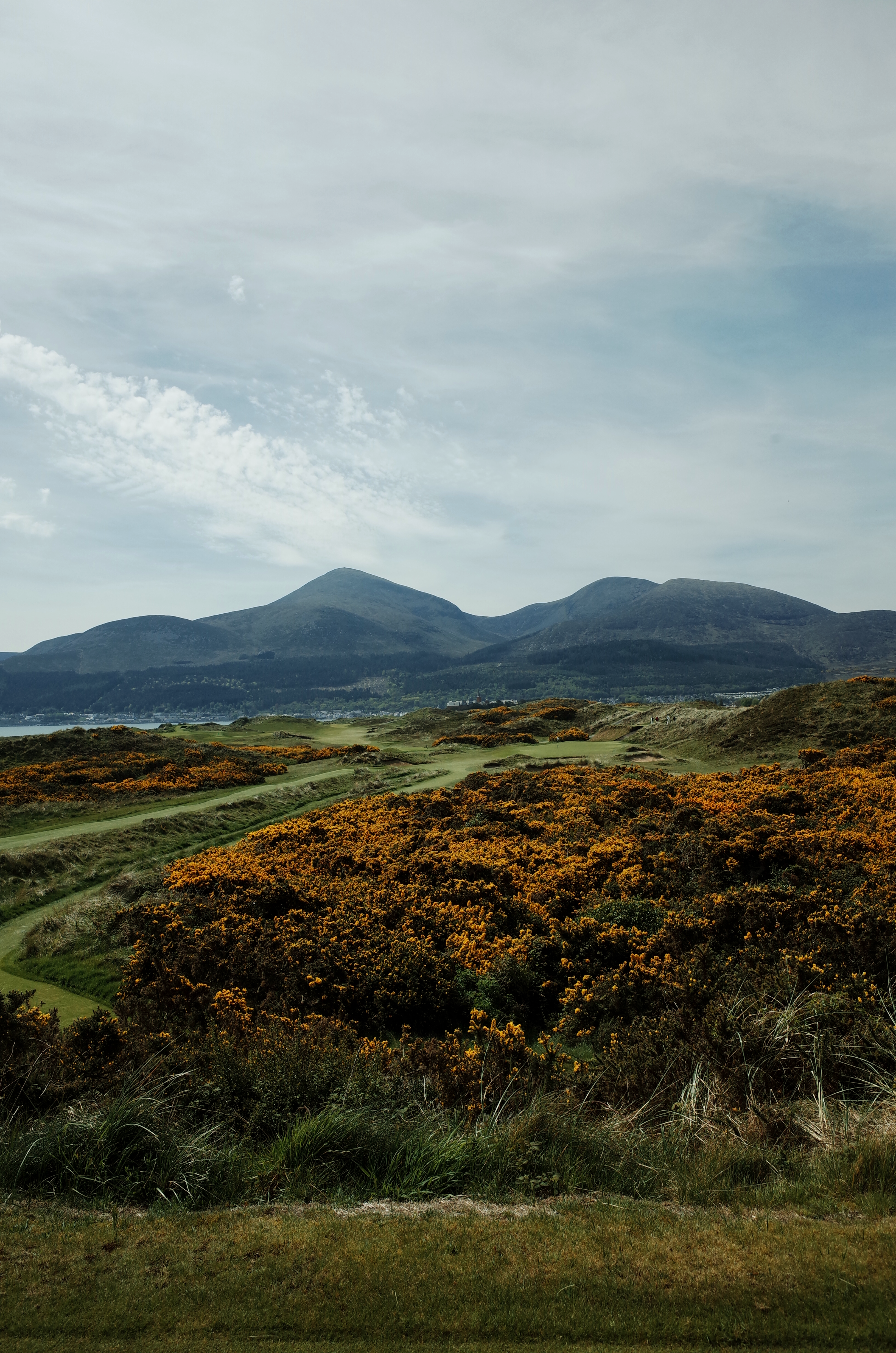 Gorse-covered dunes and fairways at Royal County Down, with mountains beyond, Northern Ireland