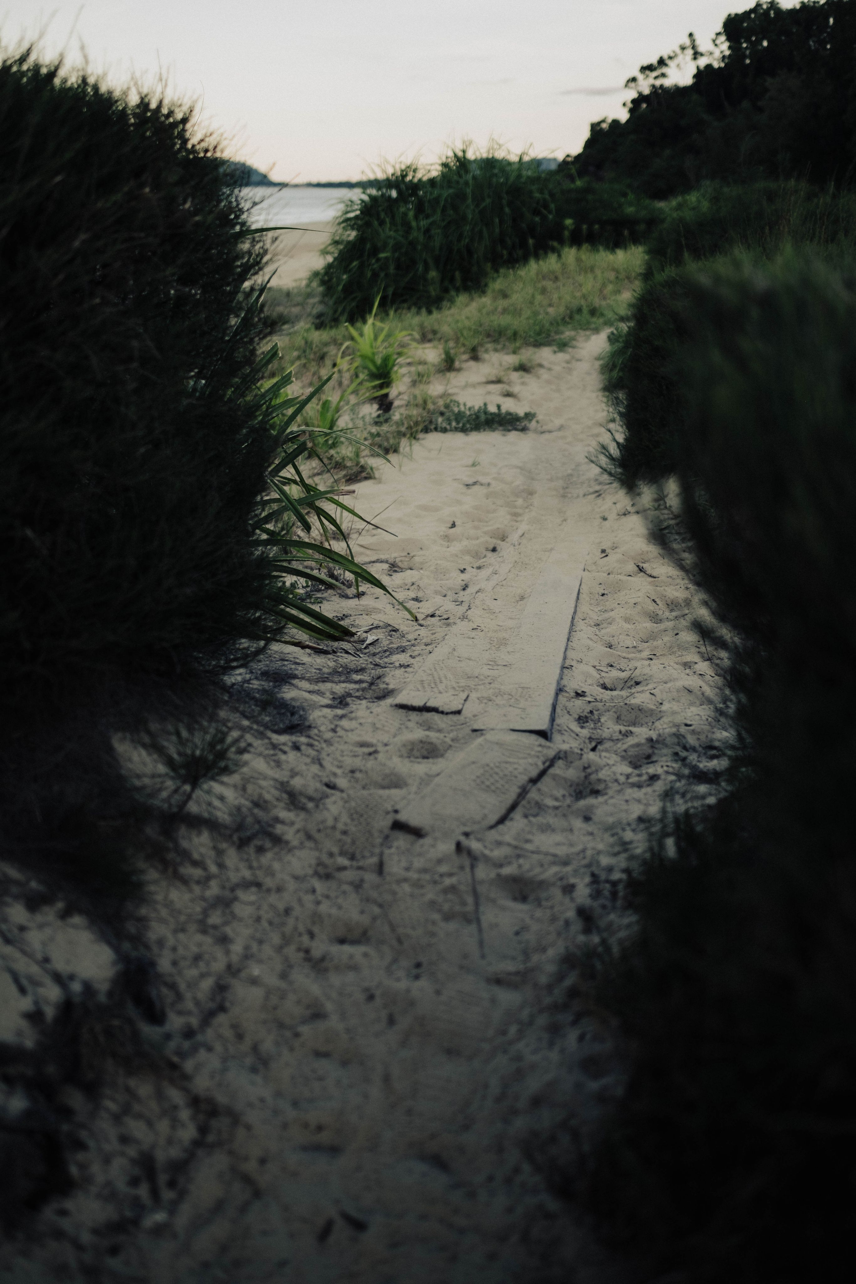 Sandy path through coastal shrubs leading to the beach, Vietnam