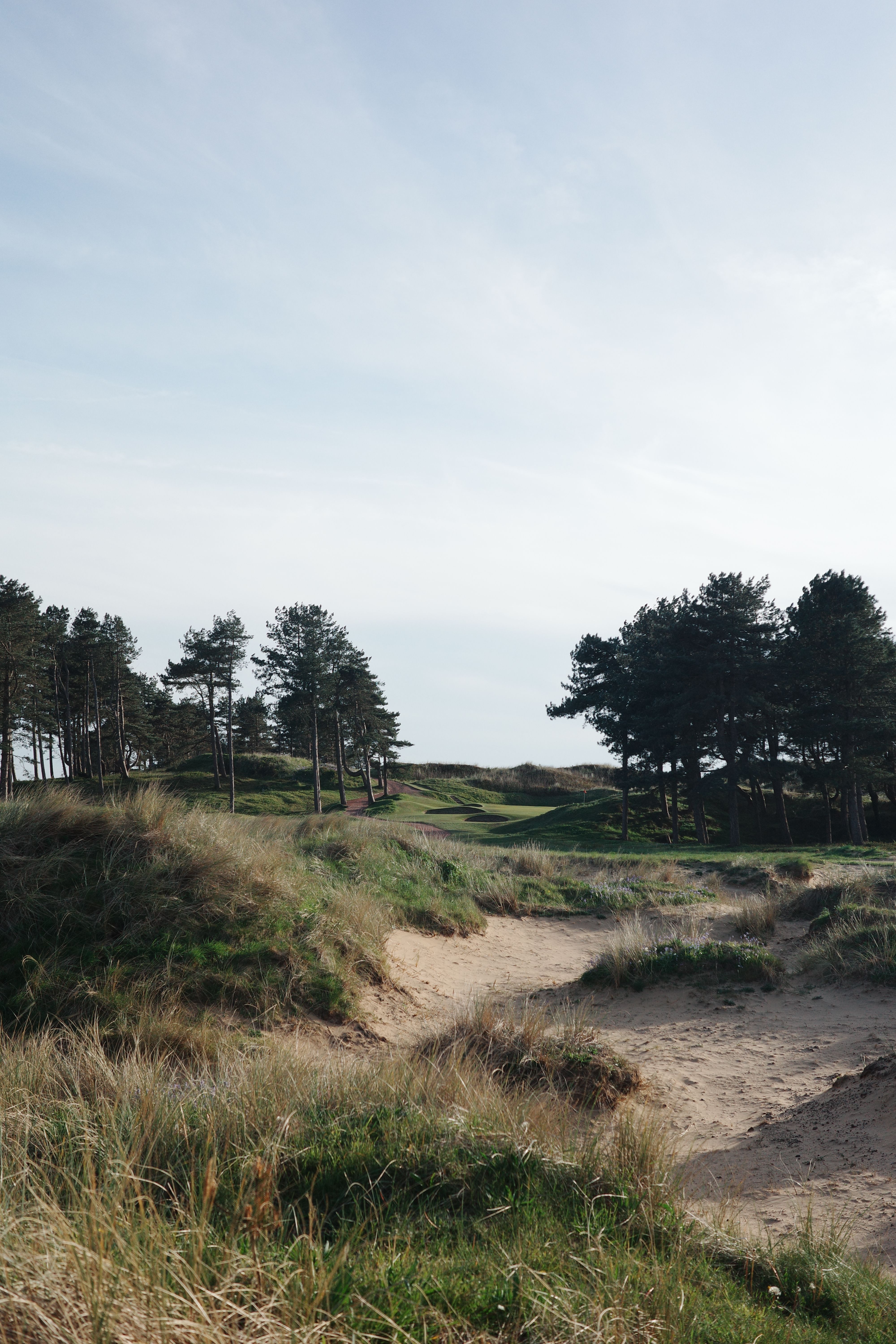 Sandy dune path through marram grass toward a pine-lined links fairway in England