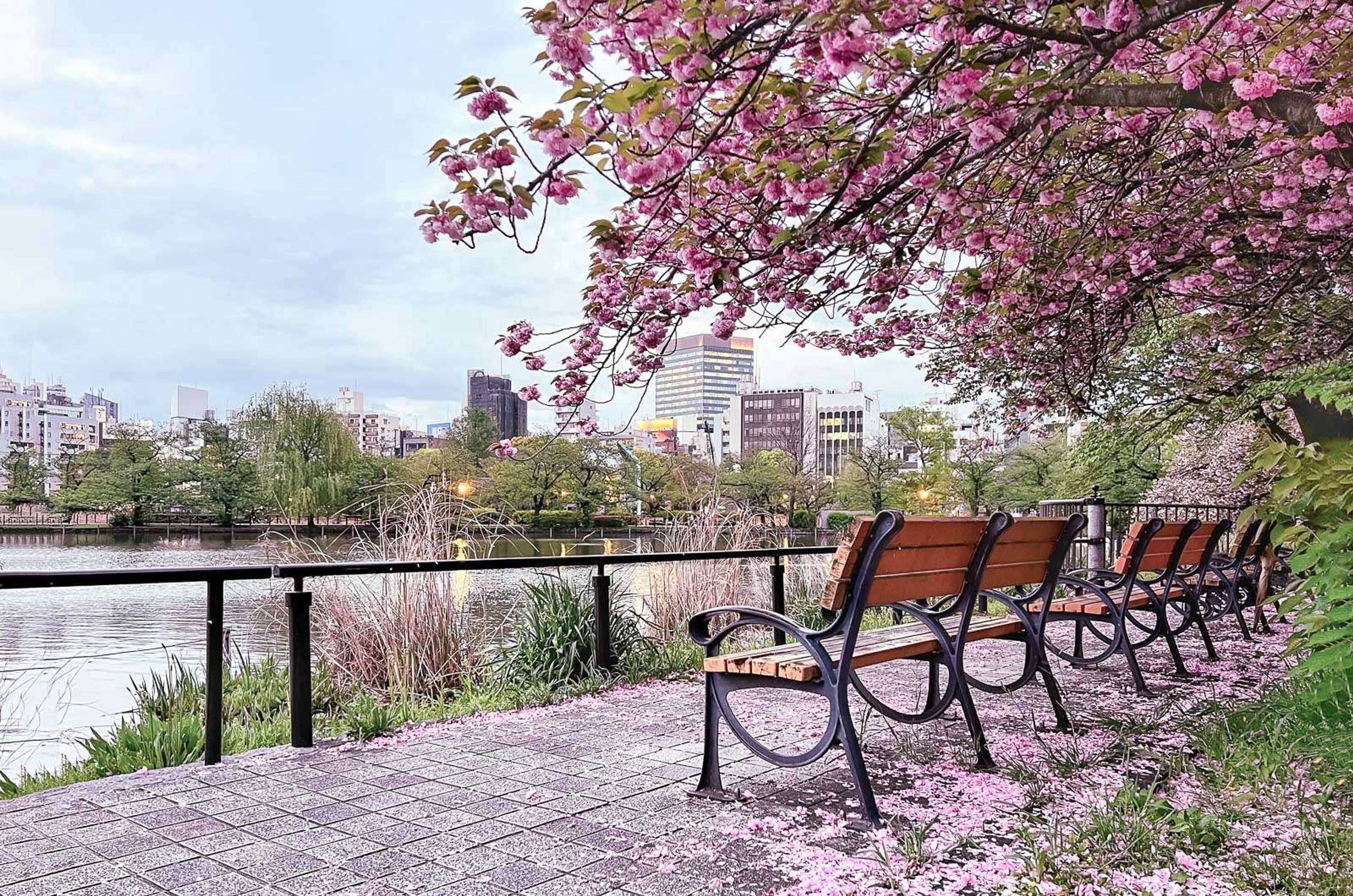 Park w Tokio nad wodą z ławkami i kwitnącymi wiśniami sakury, których płatki pokrywają ścieżkę wzdłuż brzegu.