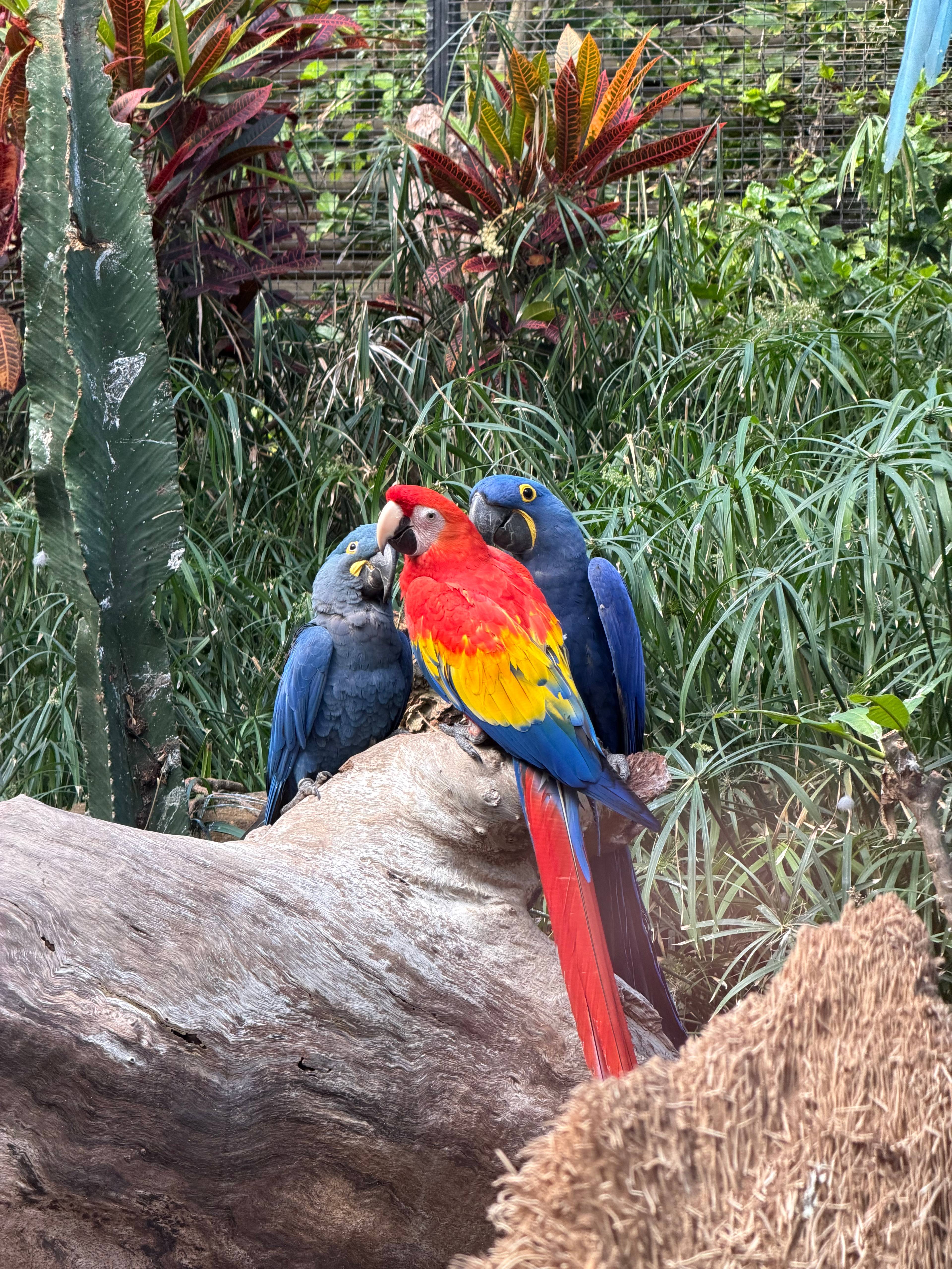 Trzy papugi Ara siedzą na gałęzi w wolierze, jedna z nich jest czerwona, a dwie błękitne.