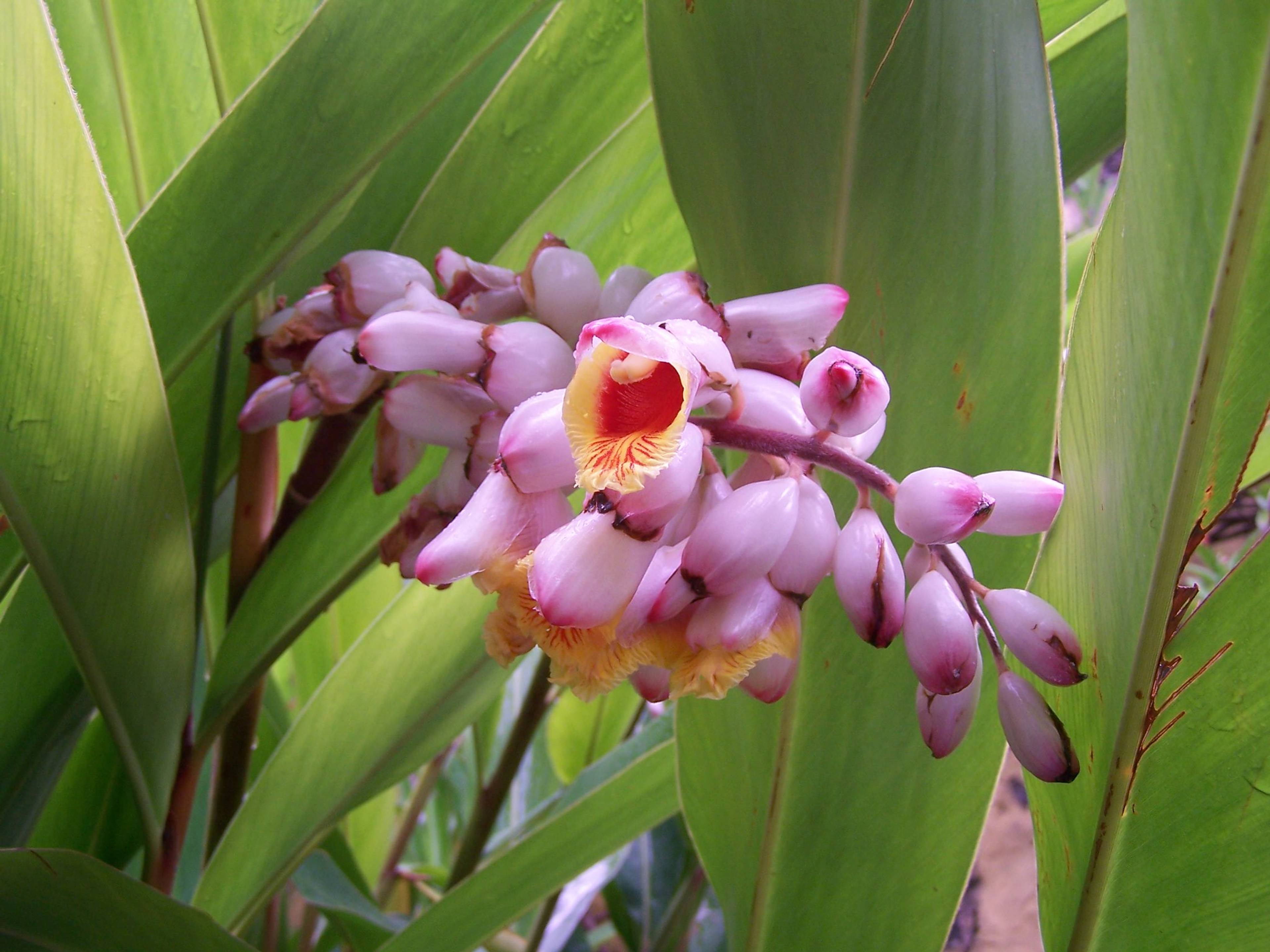 Wielki kwiat różowej orchidei otoczony zielonymi liśćmi.