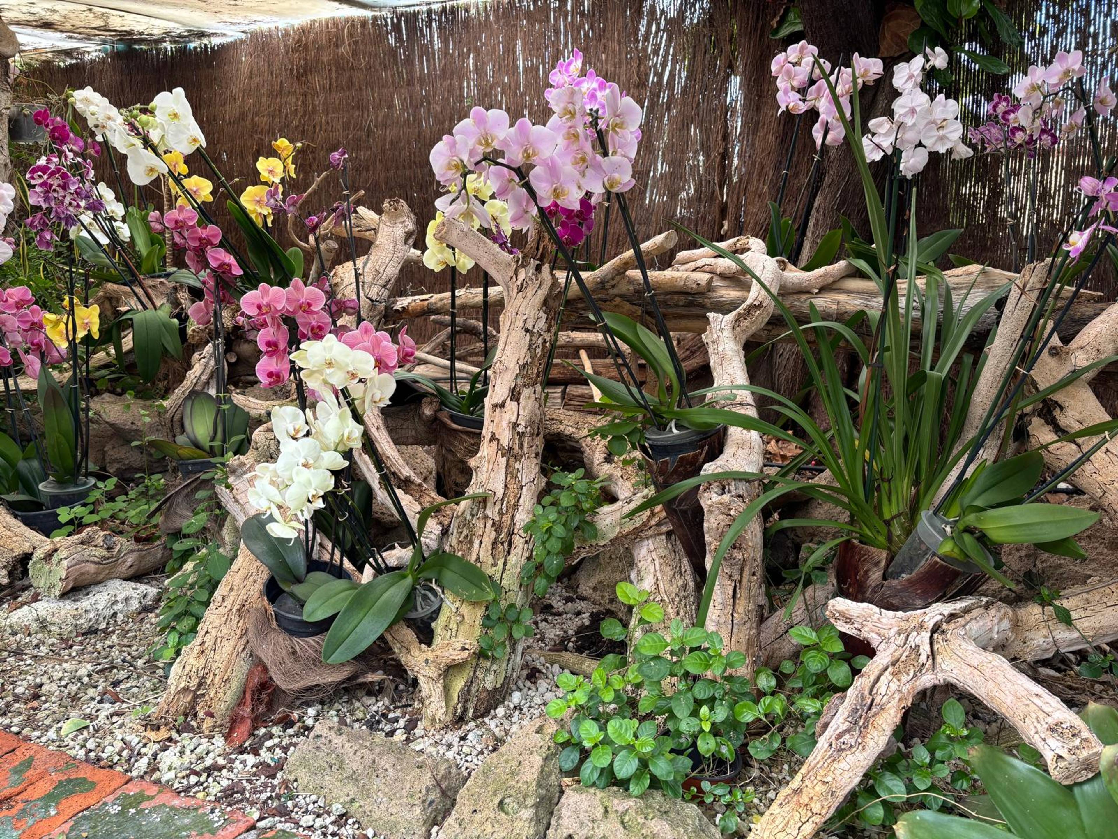 Ogród pełen kolorowych storczyków i drewnianych kłód drewna.