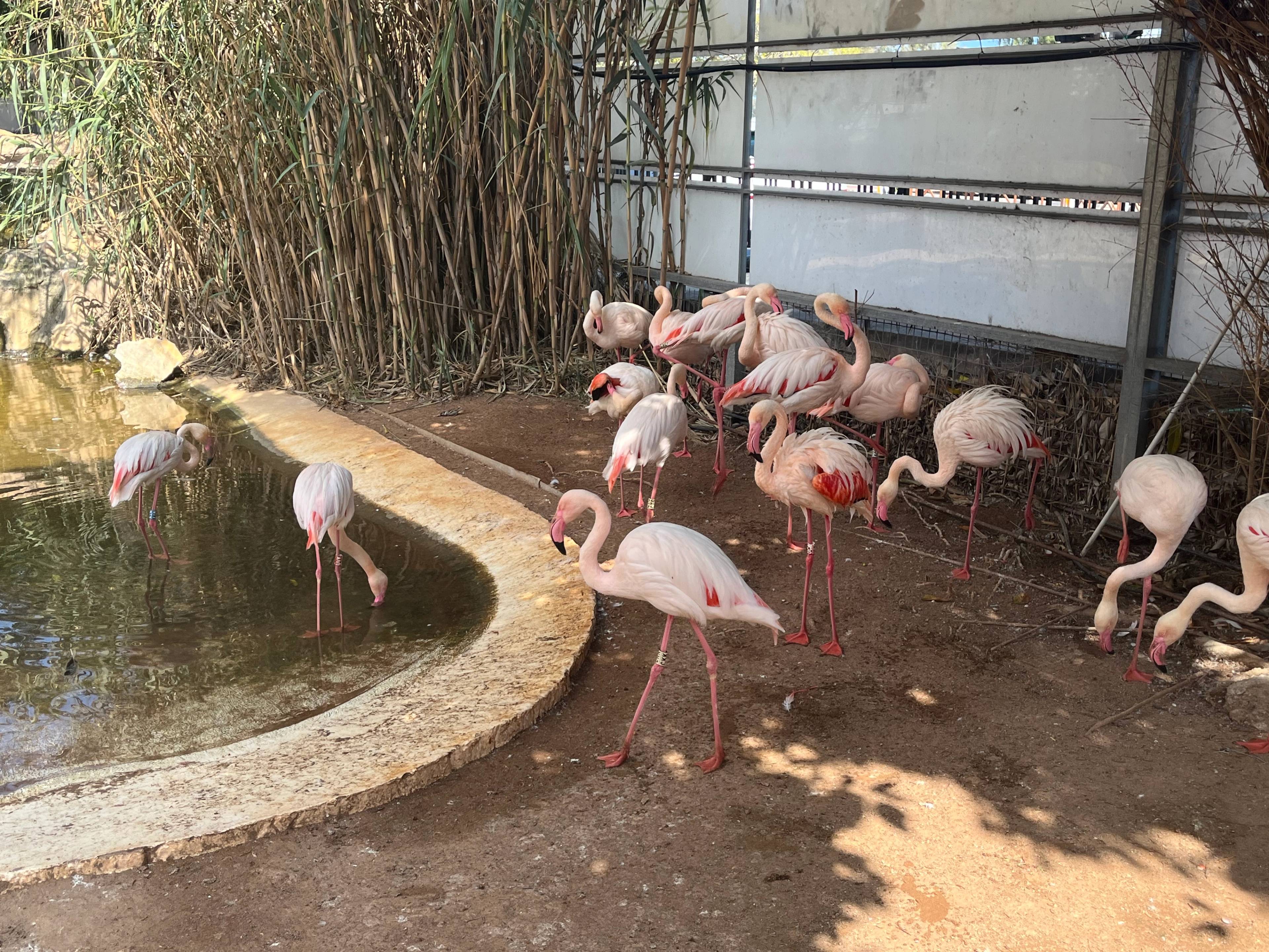 Flamingi stojące na ziemi przy stawie, w tle trzcina