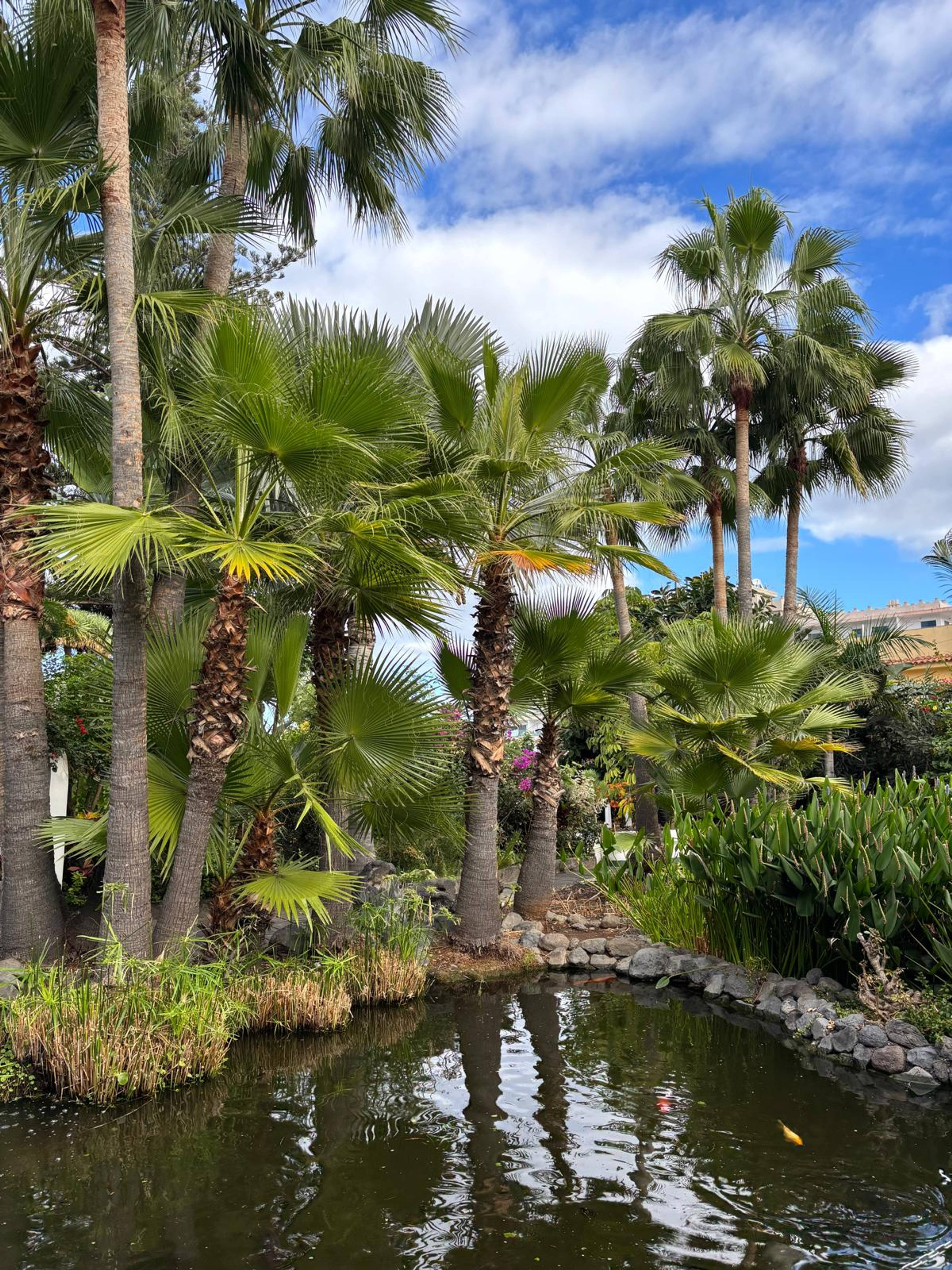 Staw z karpiami nad którym licznie rosną palmy