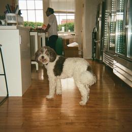 dog in the office