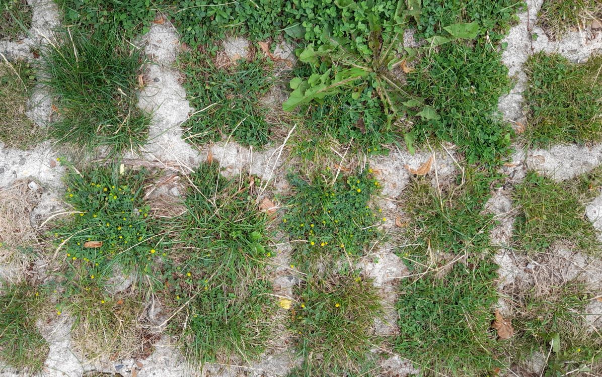 close up showing plants in gaps in the paving