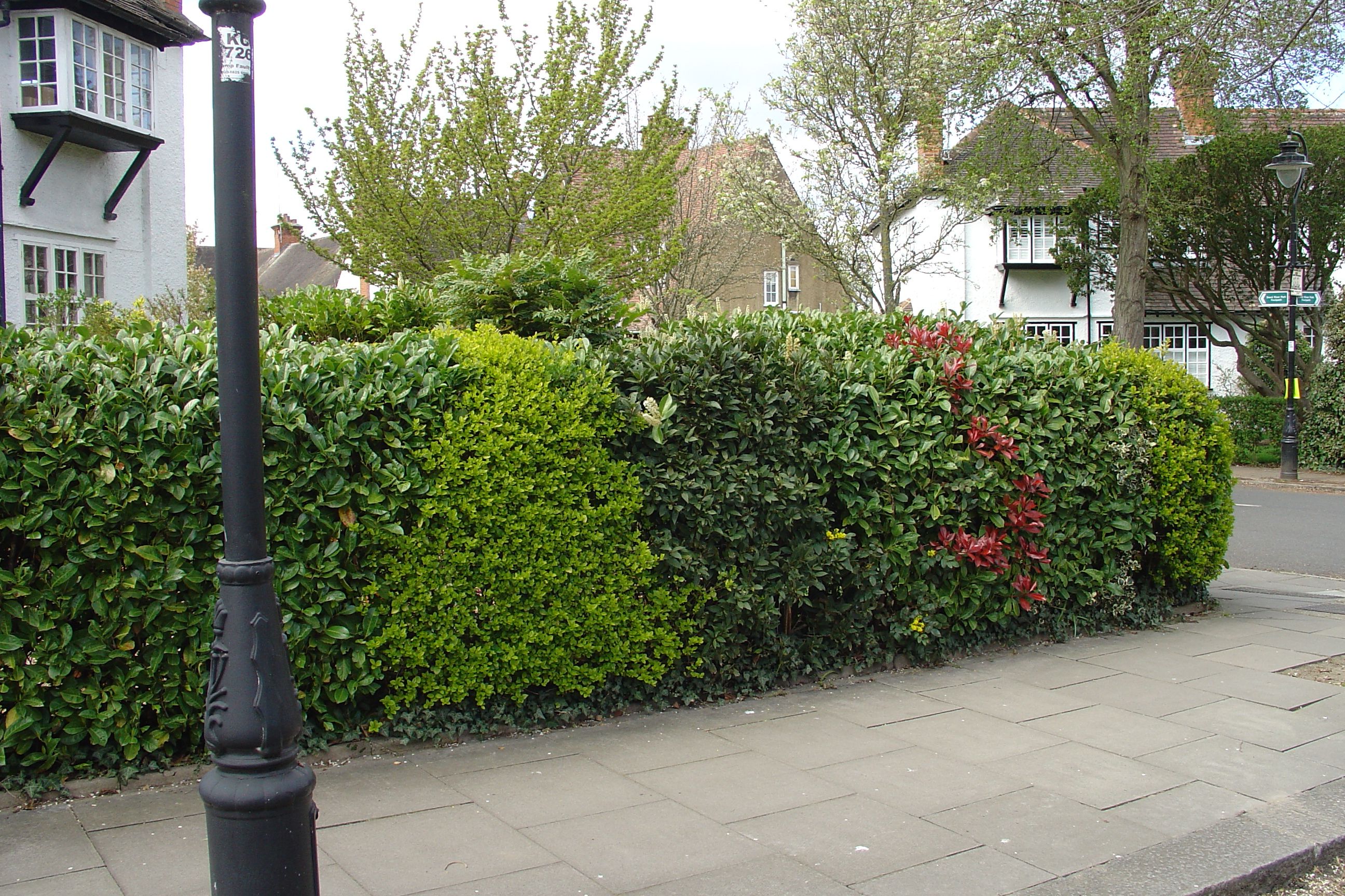 Photo of a hedge containing several shrub species including privet, cherry laurel and Photinia