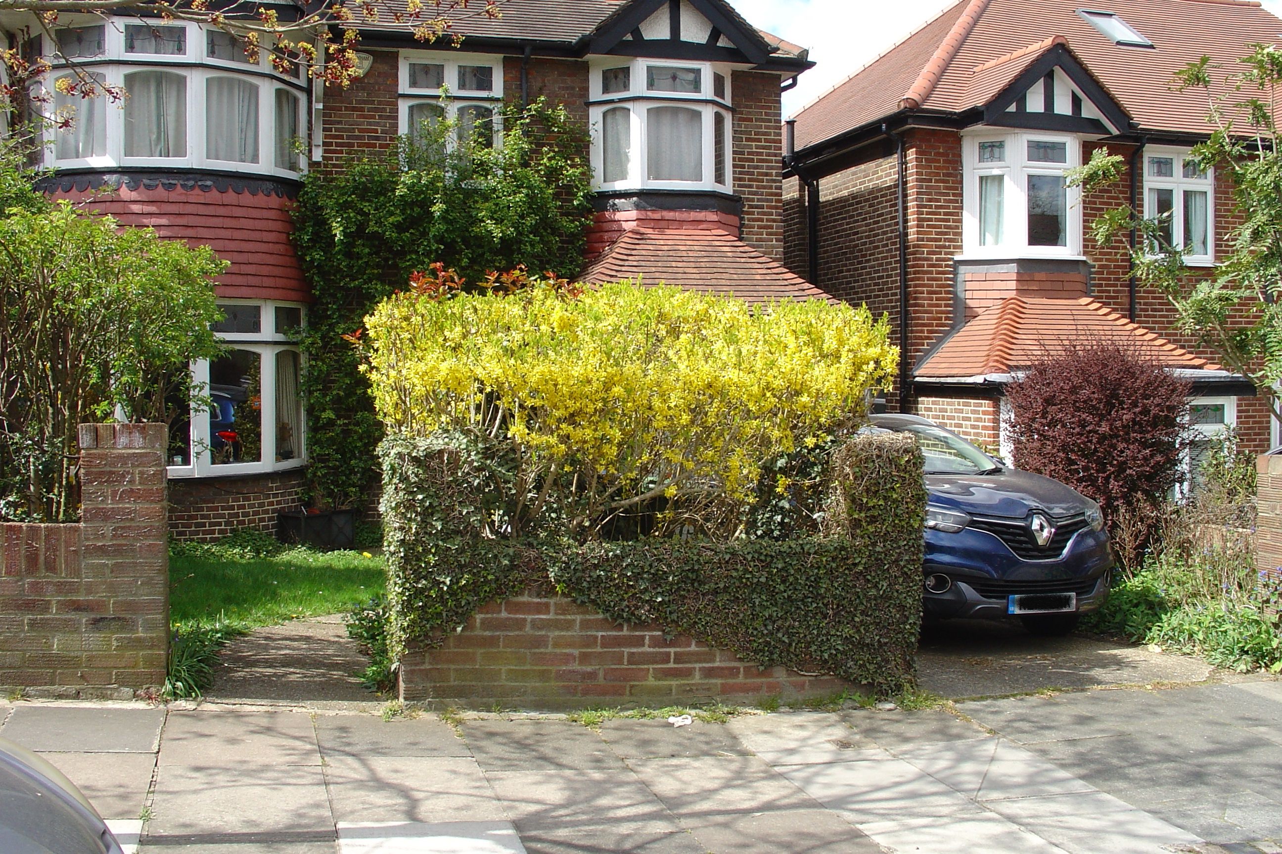 Photo of Forsythia creating a hedge together with an ivy-covered wall