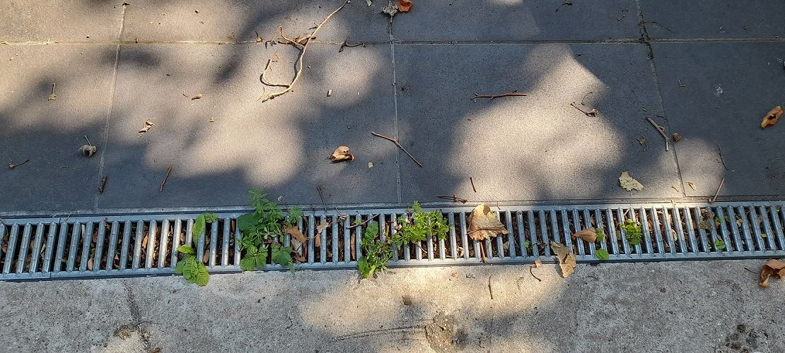 weeds growing in drainage grille