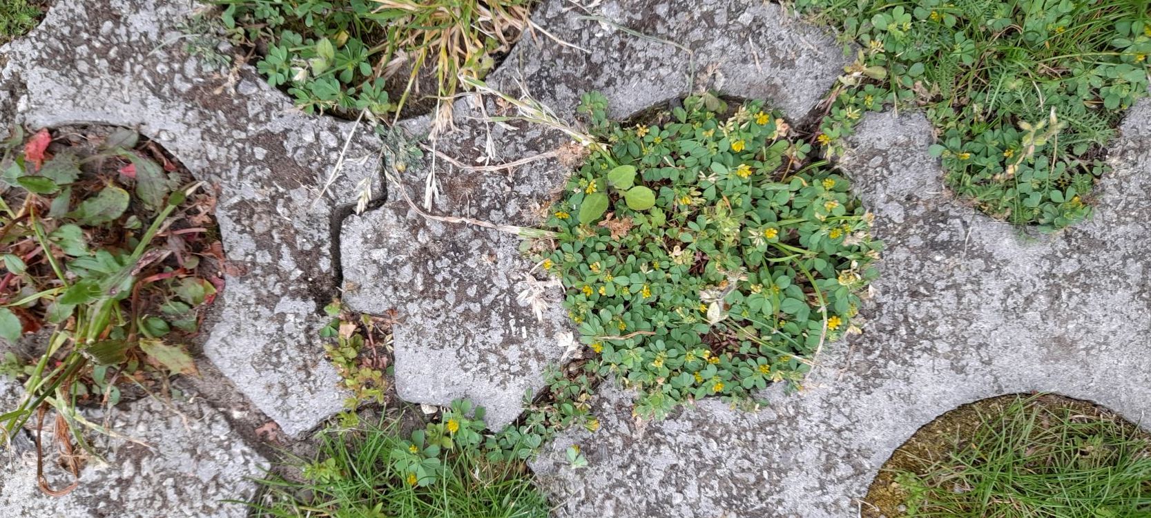 Close-up of plants in paving