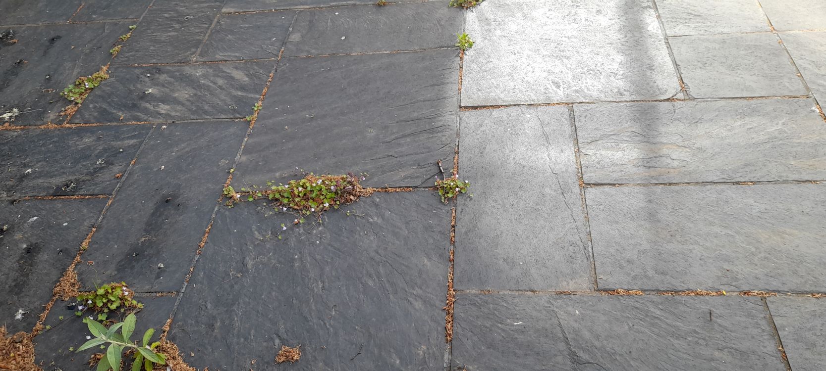 weeds growing between paving stones