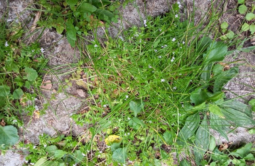 white-flowered plant growing in paving