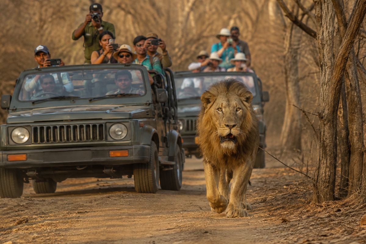 Main Gir Sanctuary Jeep Safari