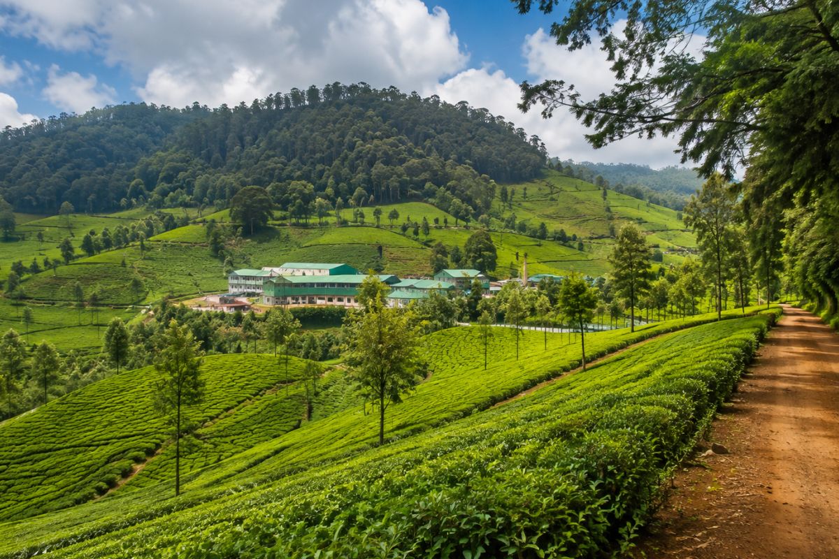 Highfield Tea Factory & Estate