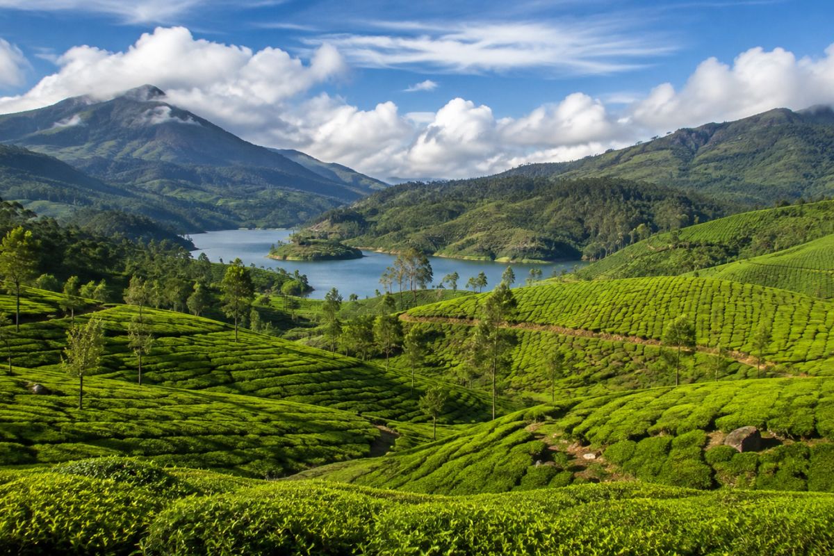 Munnar Tea Plantations & Mattupetty
