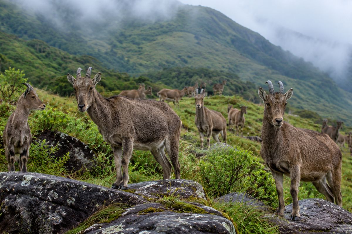Eravikulam National Park (Rajamalai)