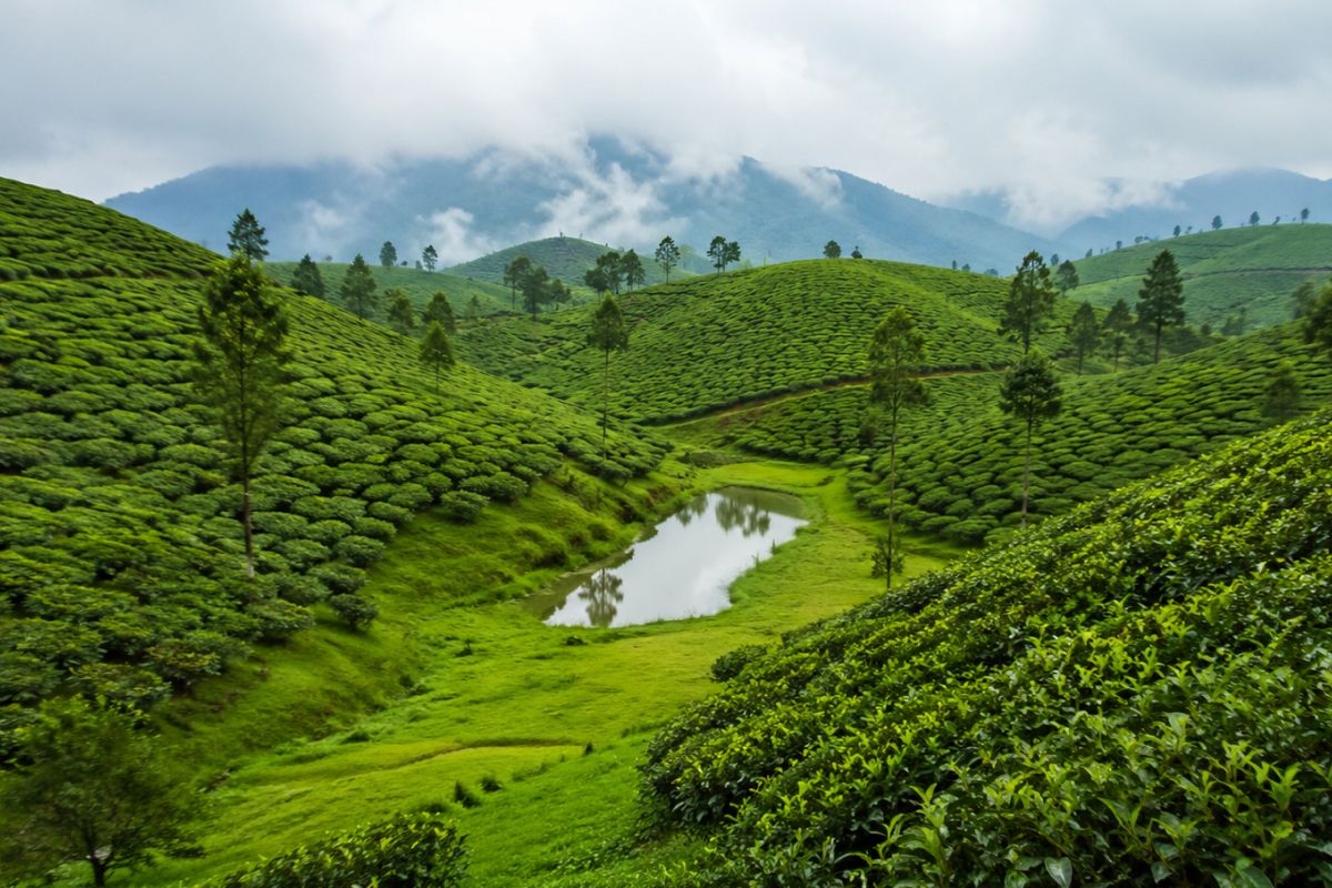 Happy Valley Tea Estate
