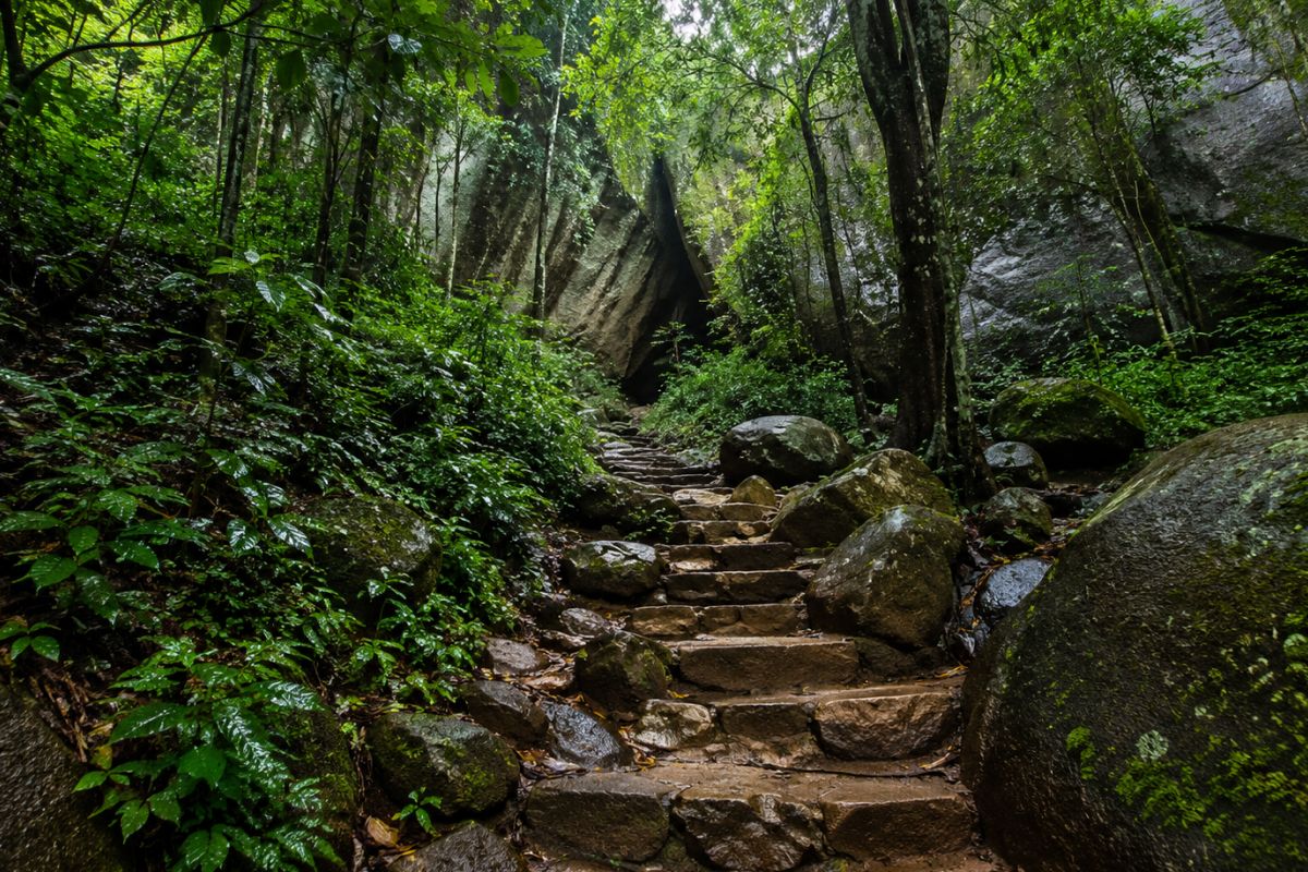 Wayanad Rainforests & Edakkal Caves