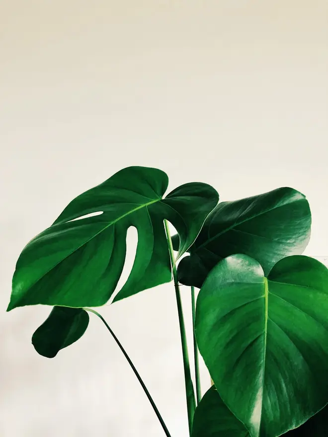 plant picture