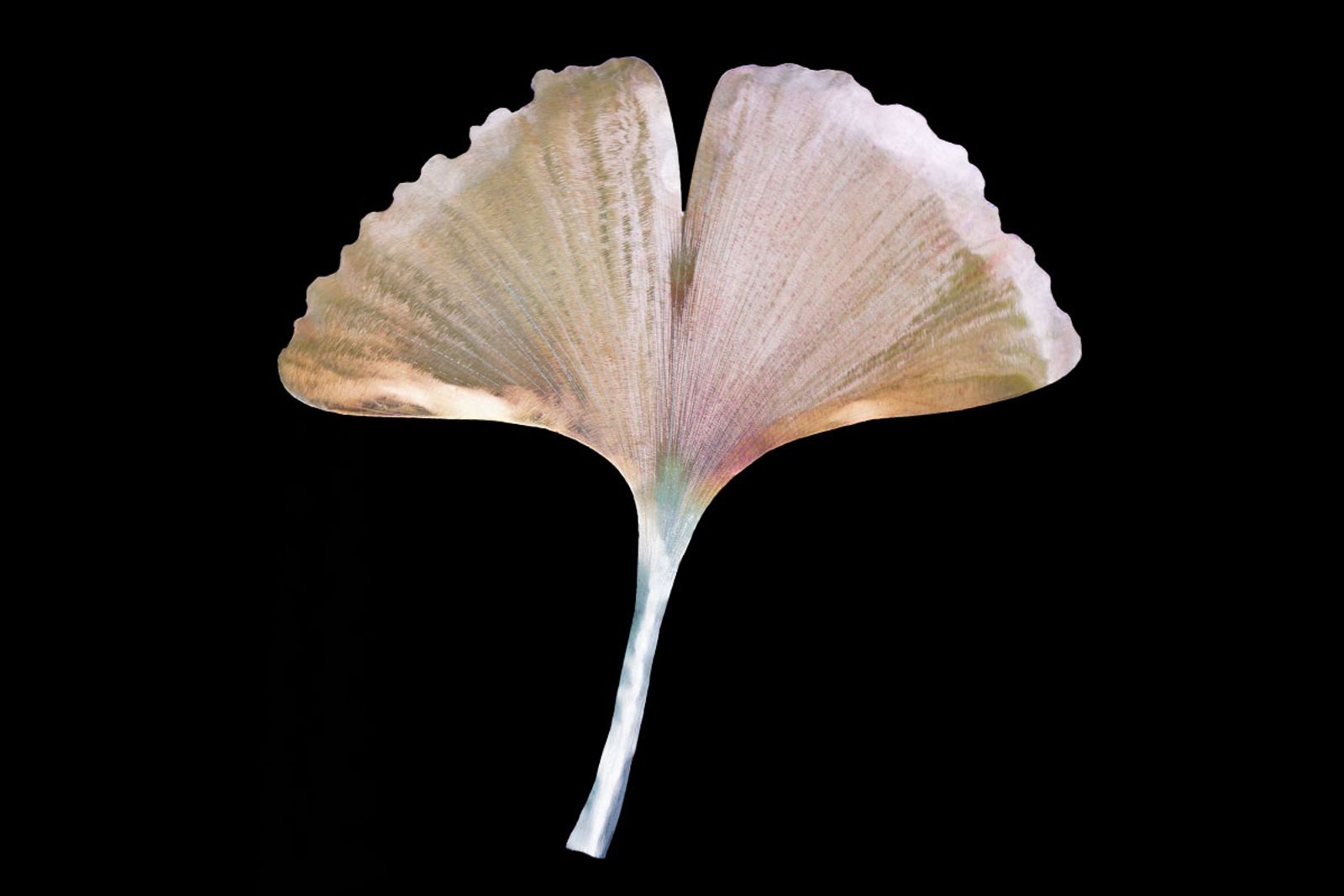 Stainless steel ginkgo leaf sculpture in rich golden torch patina with detailed grinding for natural texture.