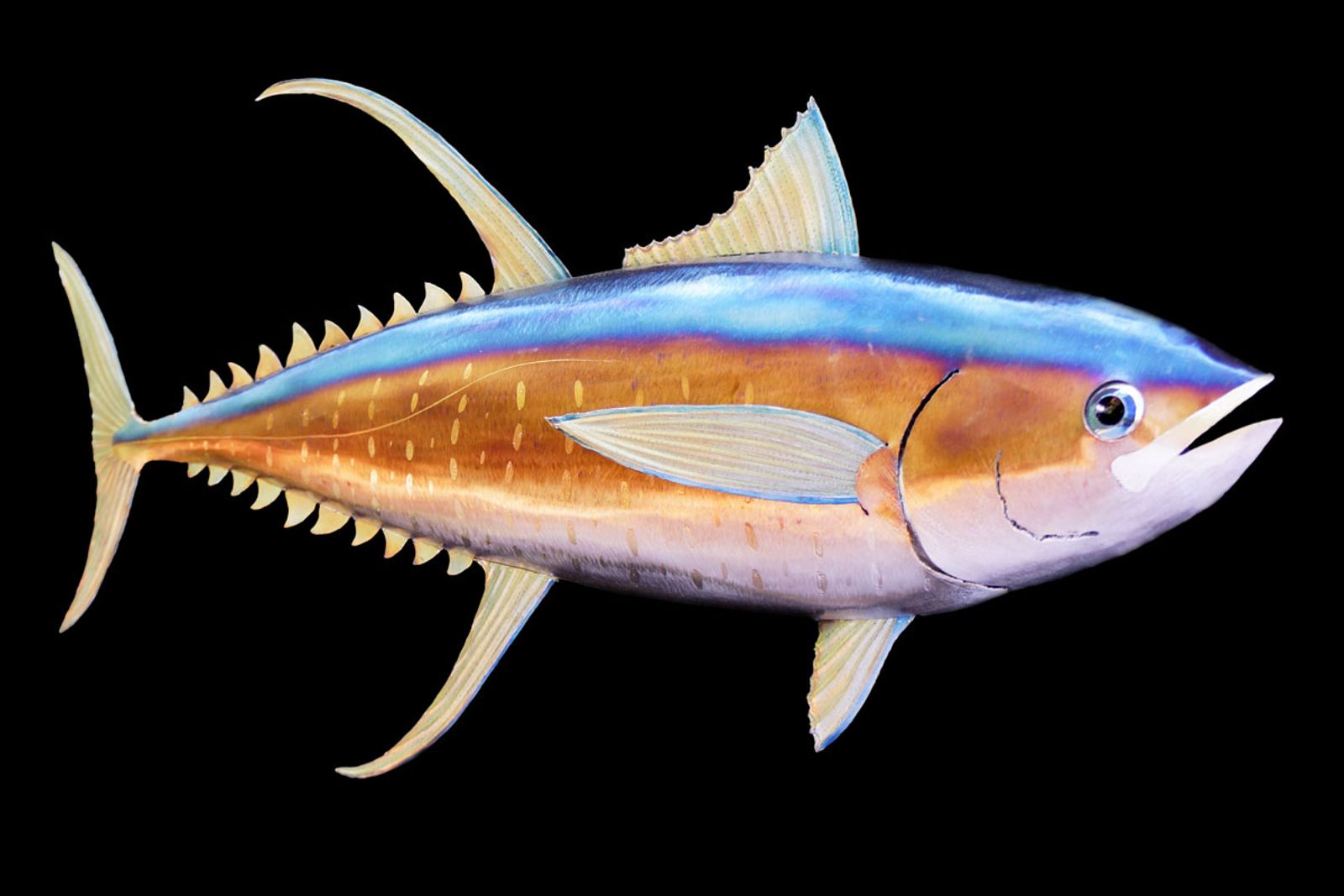 Tilted view of yellowfin tuna metal sculpture.