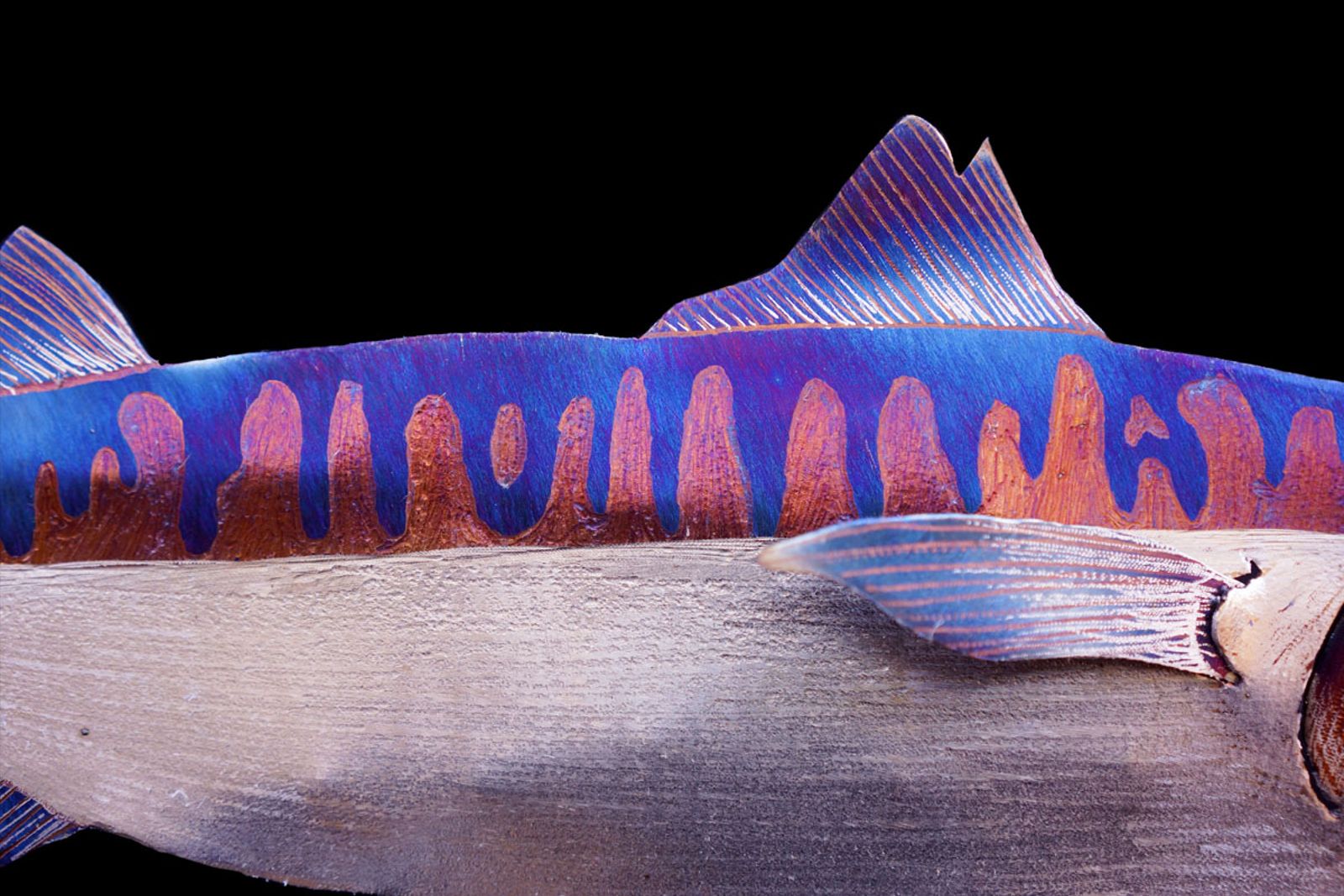 Close up of mackerel pattern