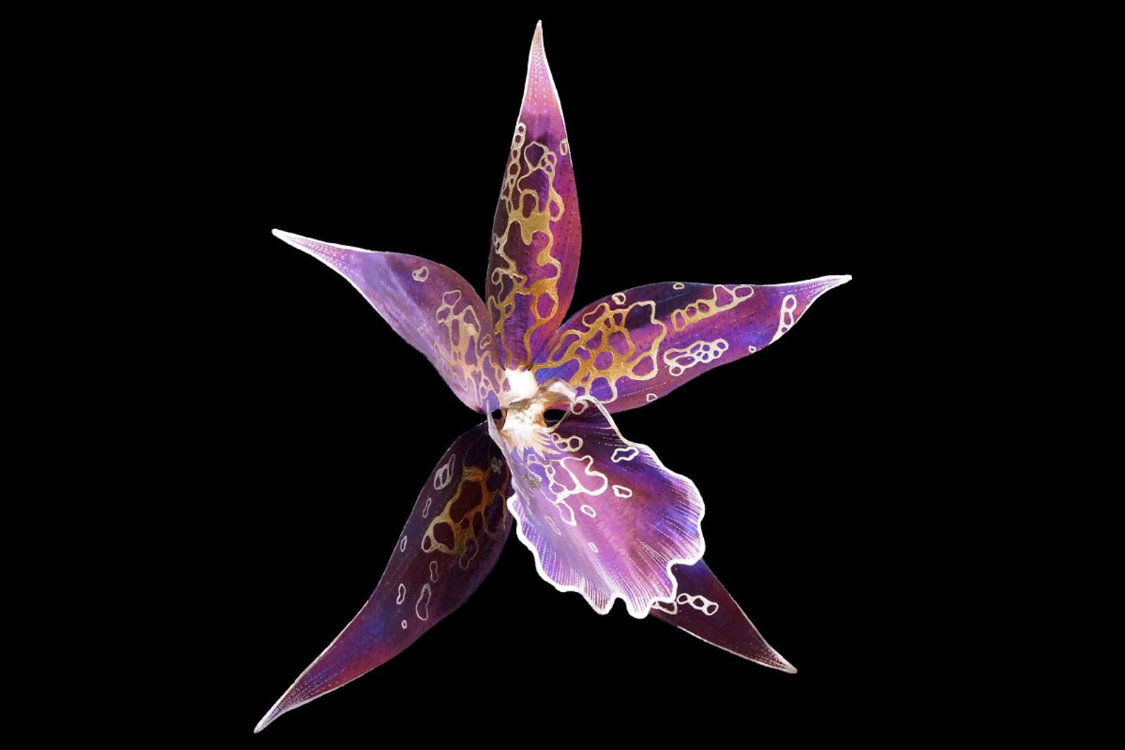 Side view of pacific matriarch or beallara Patricia McCully orchid sculpture.