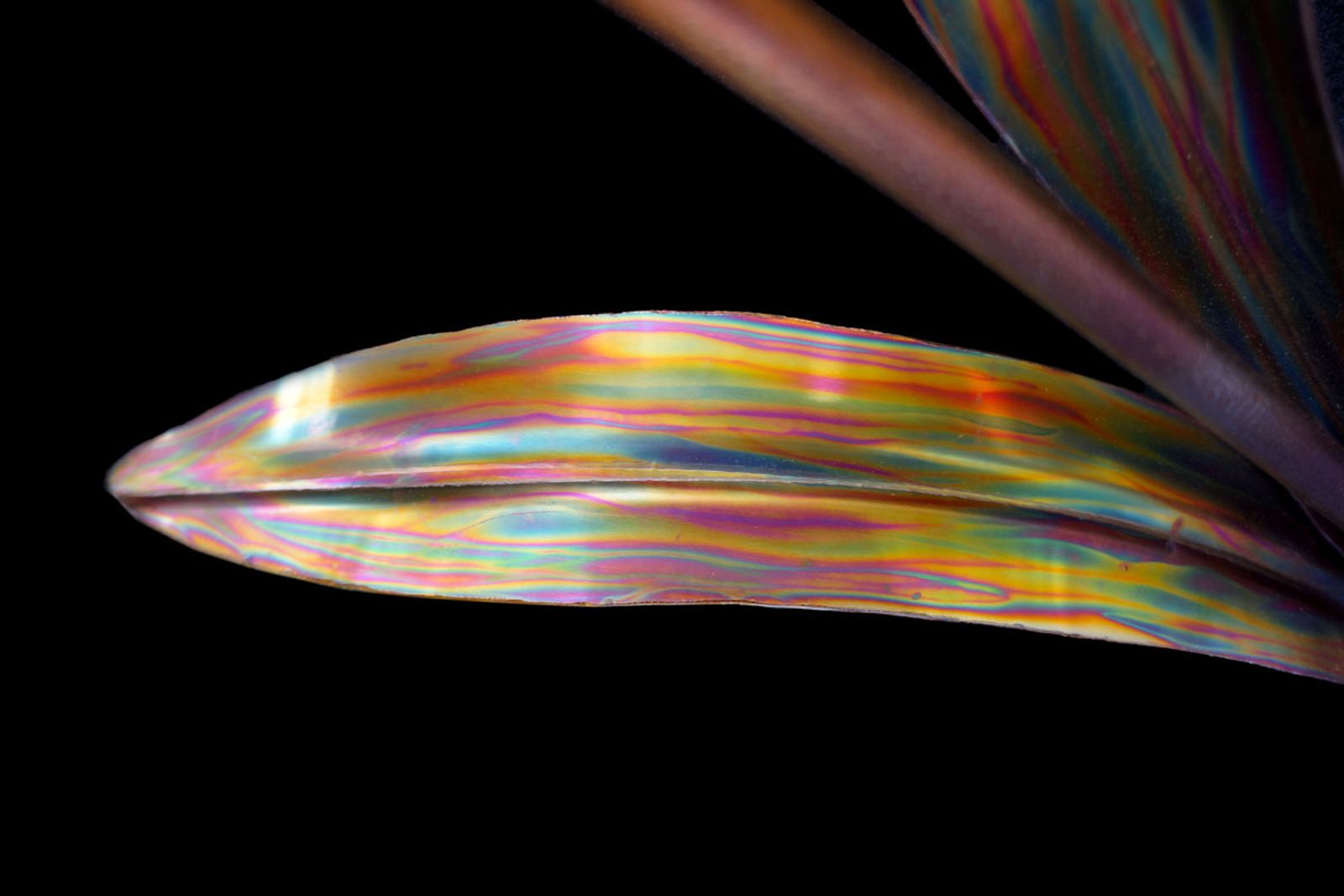 Detail of tulip leaf in stainless steel with bead-rolled center vein and iridescent torch-painted striping in greens, magentas, and golds.